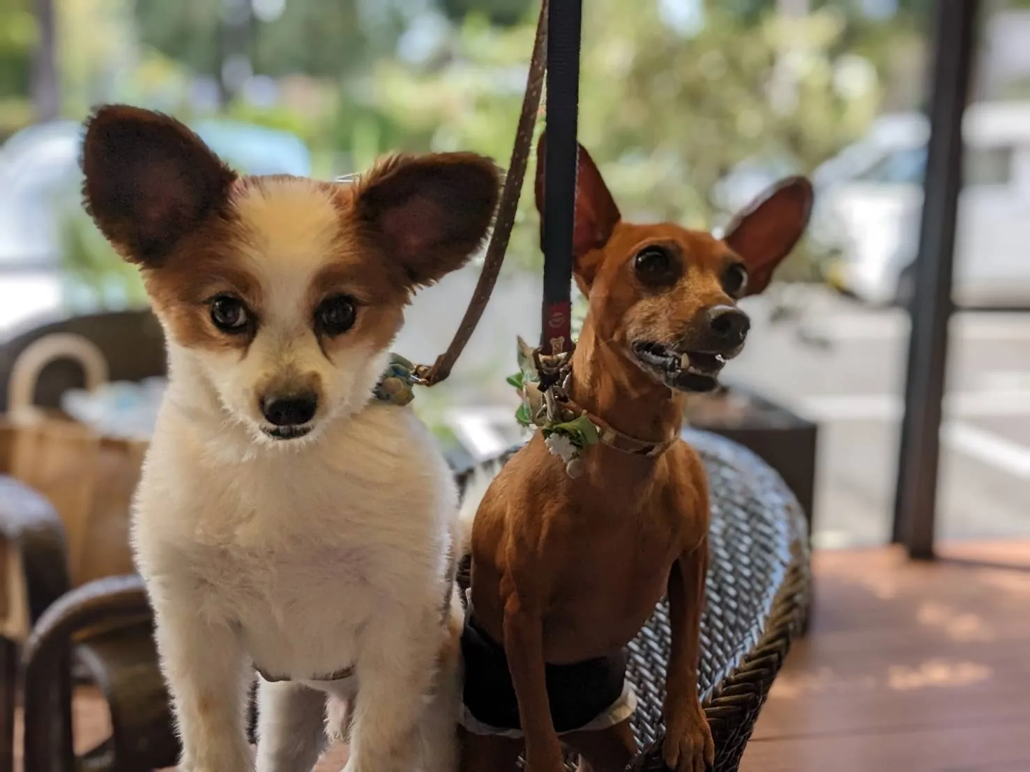 【八王子】夏場の移動にペットタクシーはいかがですか？