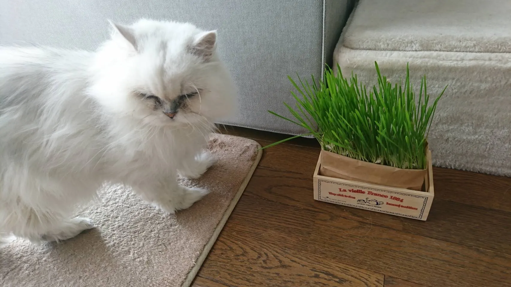 猫を安心して送迎！ペットタクシー業界の最新トピックス