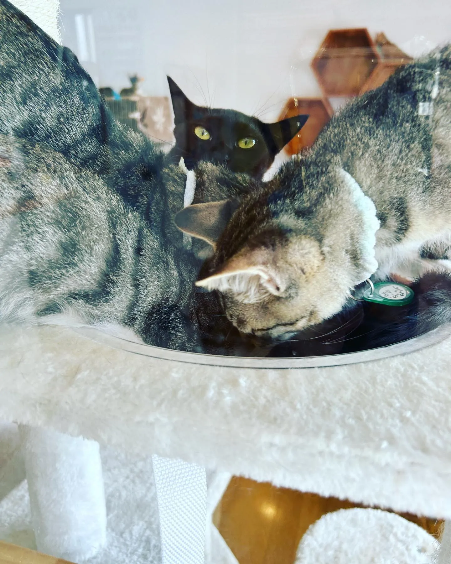 宇宙船に群がるニャンコ達