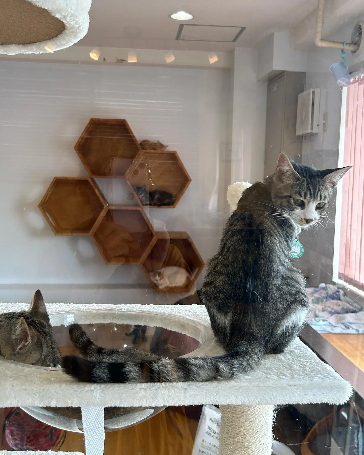 ペット同行専門のタクシーで快適移動！ペットタクシー業界の魅力とは？