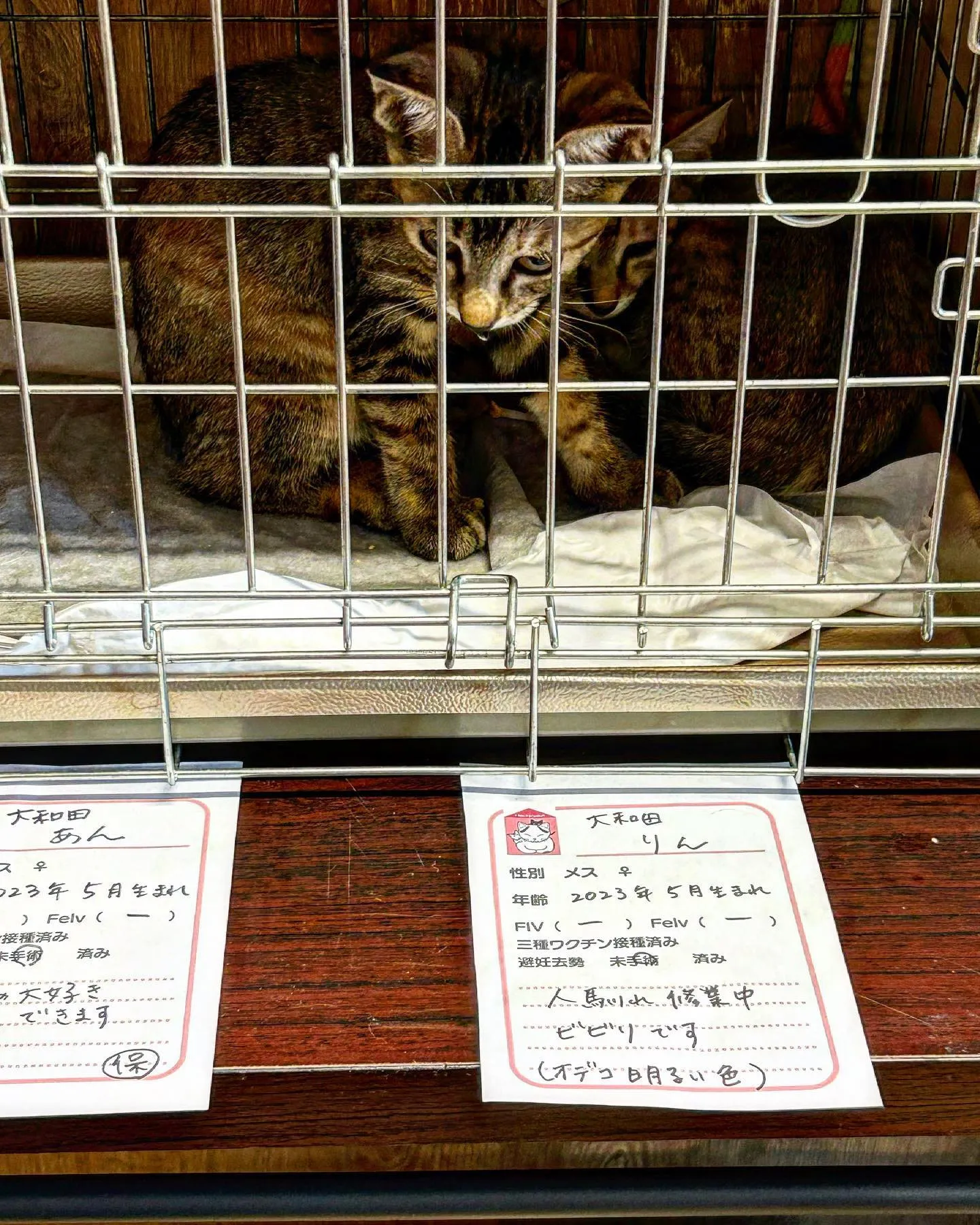 カインズホーム長房店で譲渡会してます。