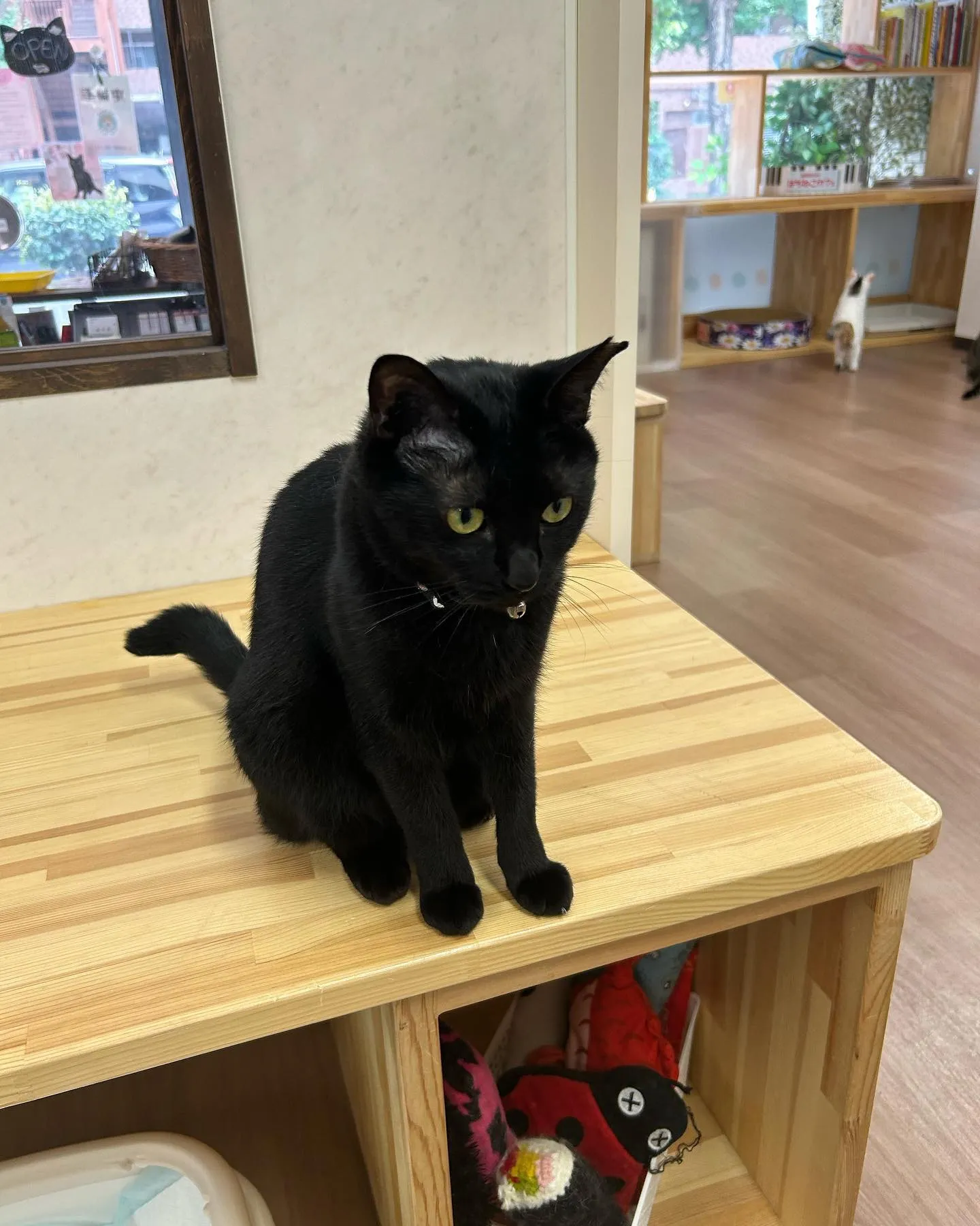 ペットタクシー業界で知っておきたいペットの病気と健康管理