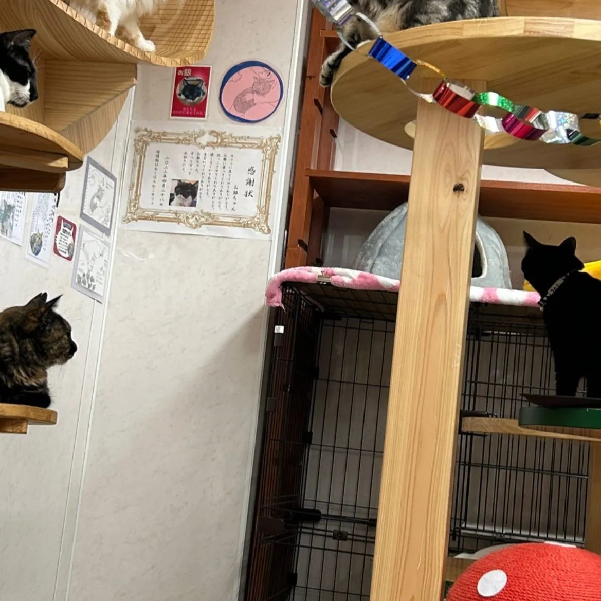 いつもと違うはちねこカフェの夜の様子