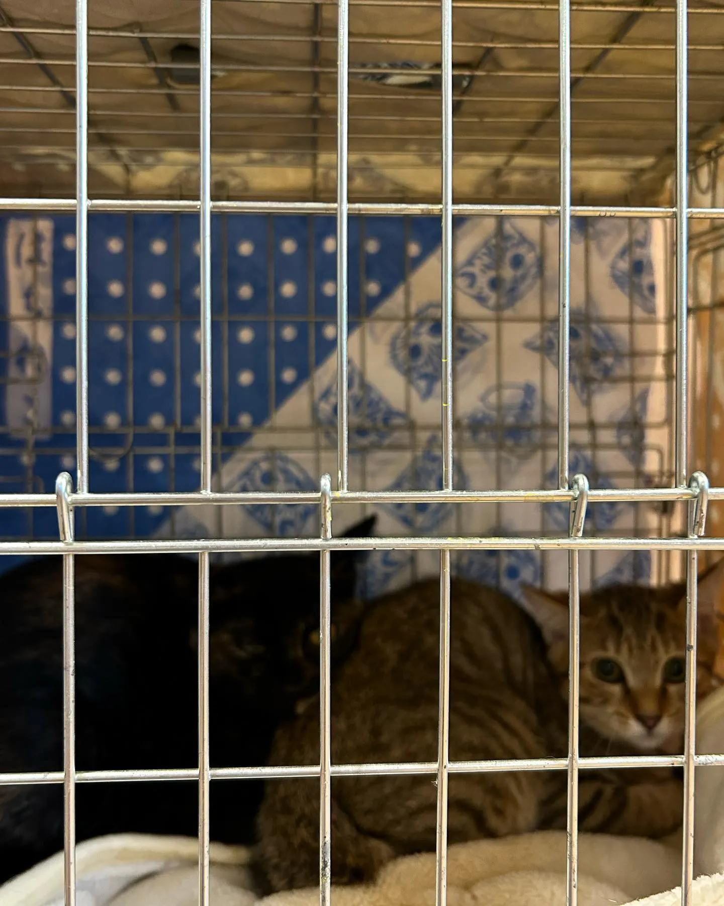 カインズホーム譲渡会