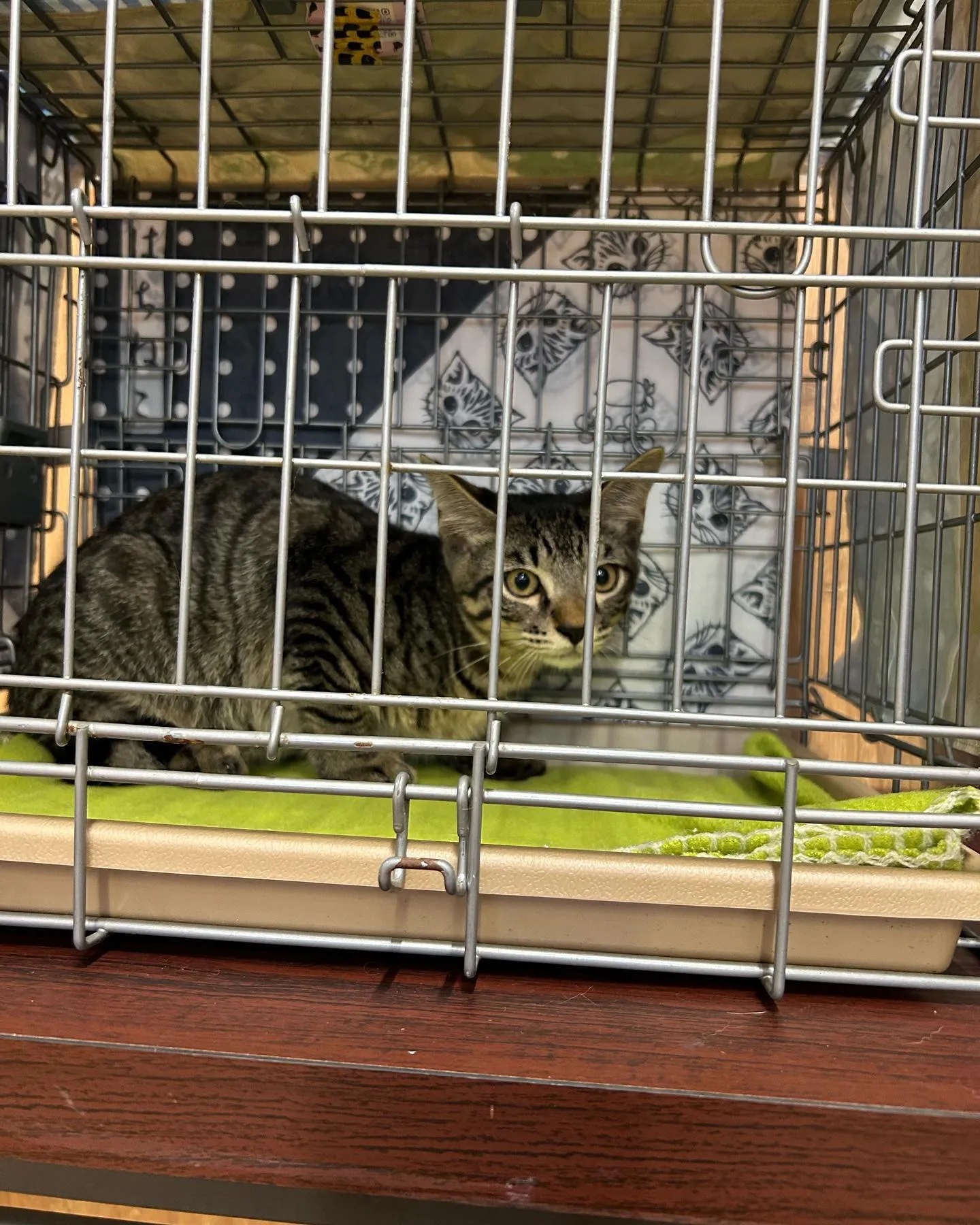 ４月生まれ　オス