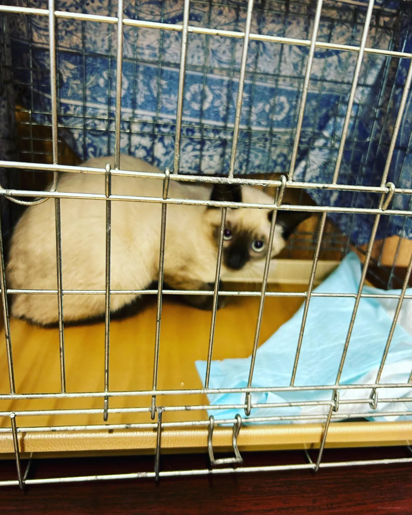 ４月生まれ　オス