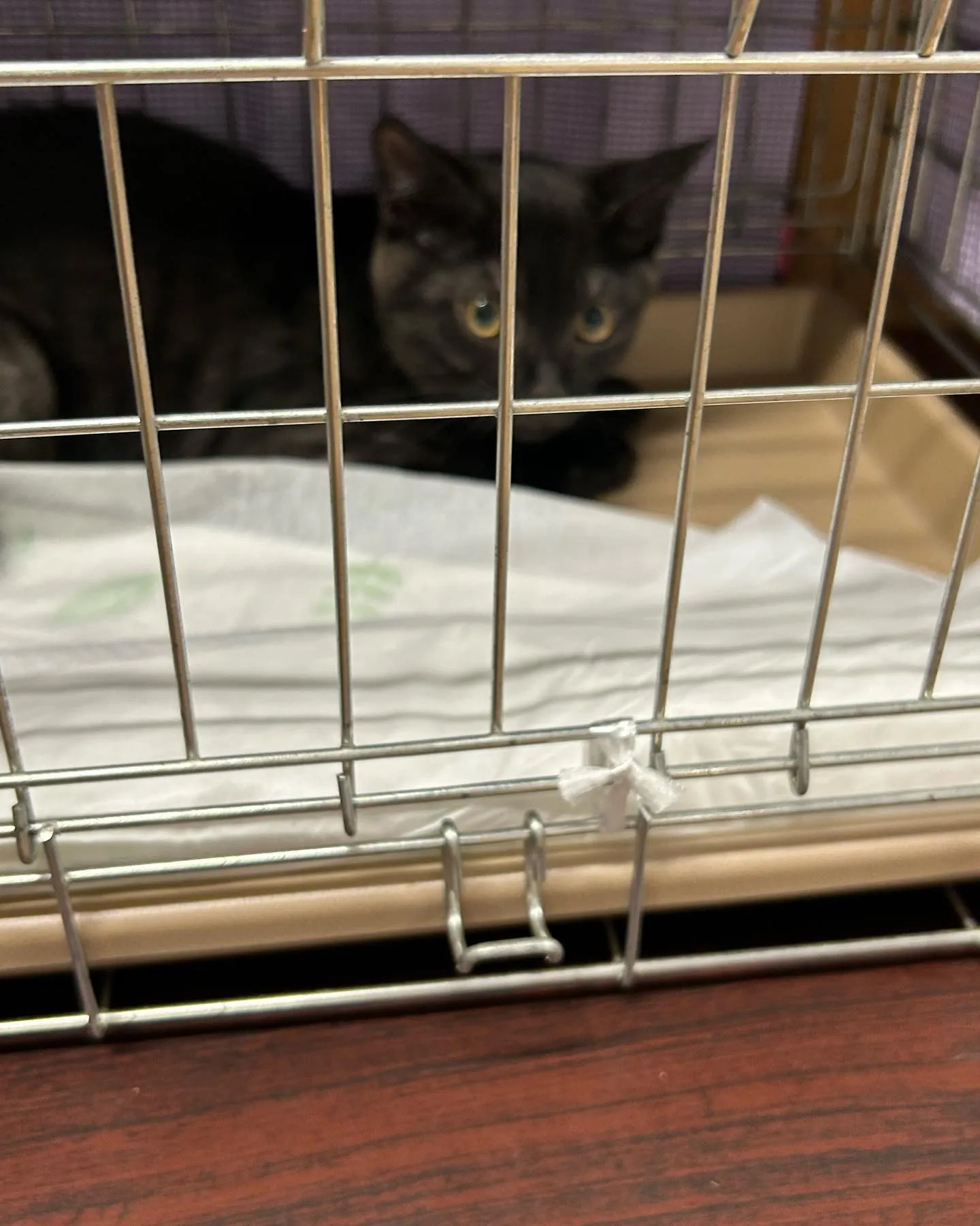 ５月生まれ　オス