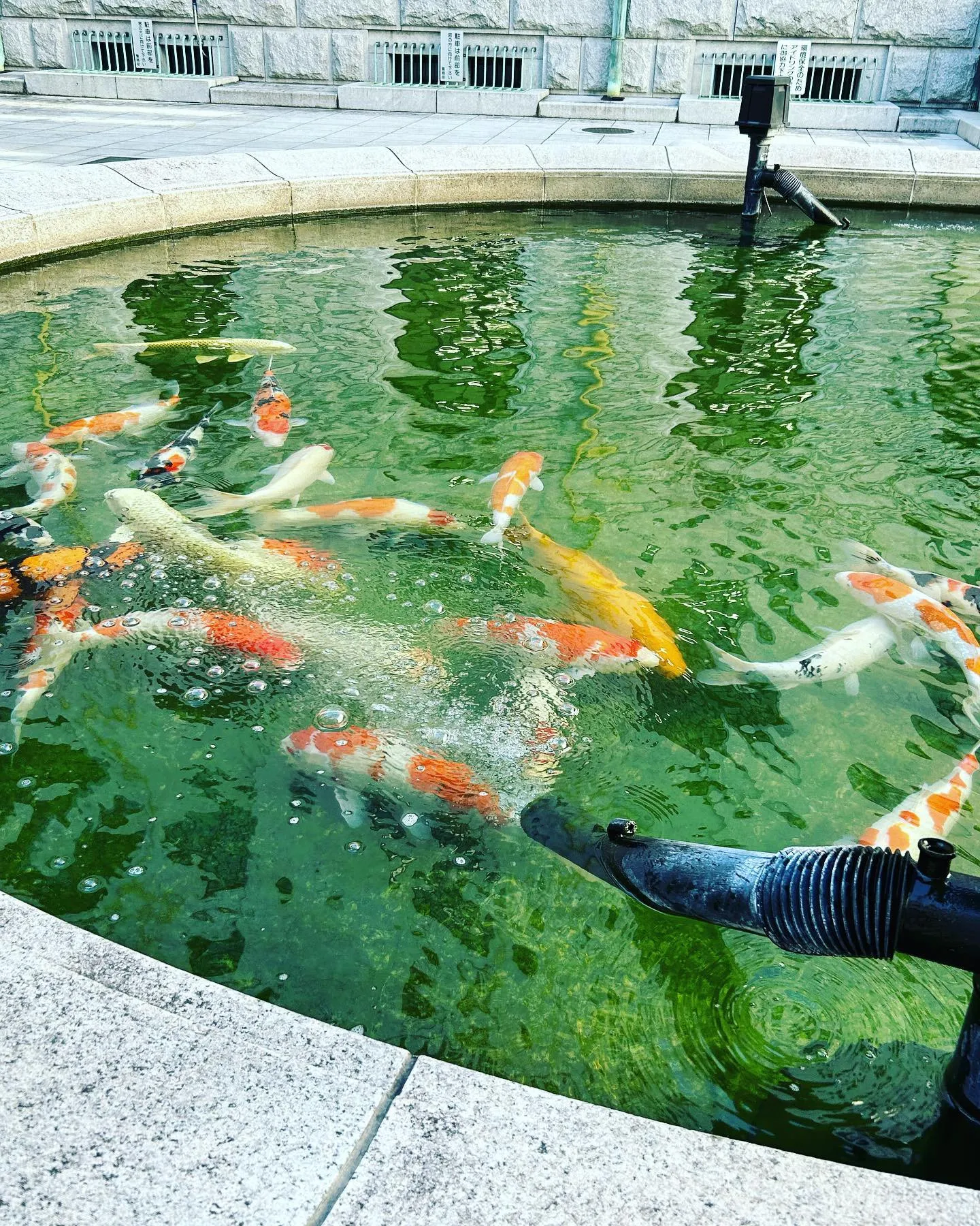 国会議事堂の鯉です。