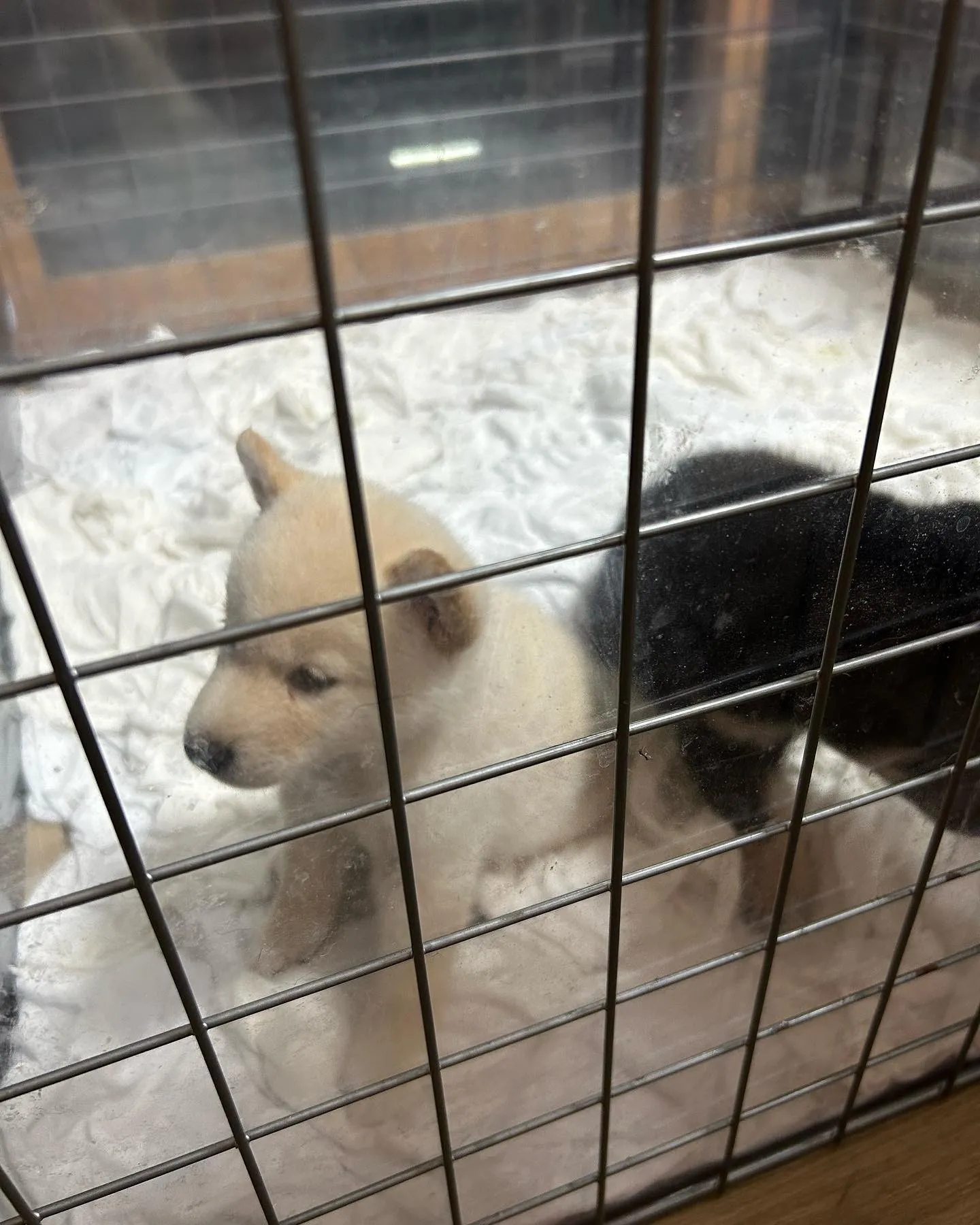 柴犬専門犬舎 武蔵照陽荘様にお邪魔しました。