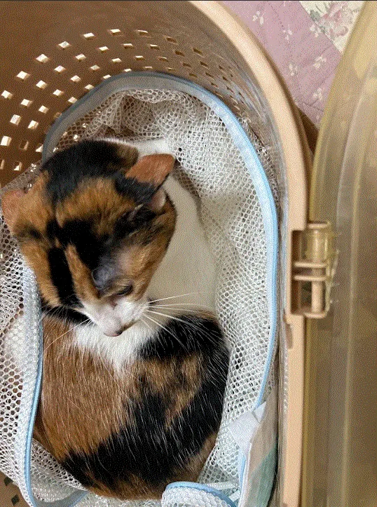 ペットとの長距離移動で不安解消！安全なペットタクシーサービス