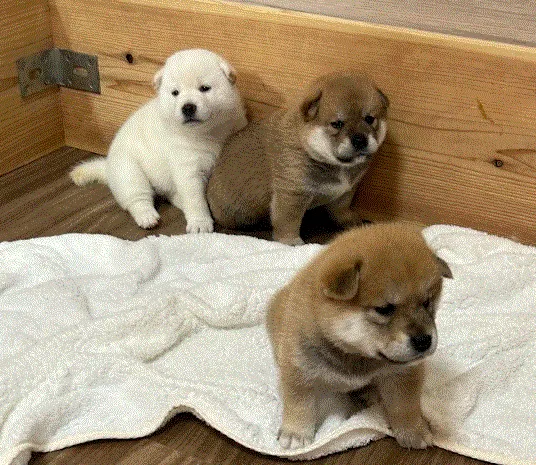 柴犬の赤ちゃん