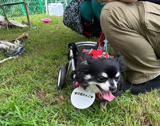 ちばわんの第517回 八王子プチいぬ親会