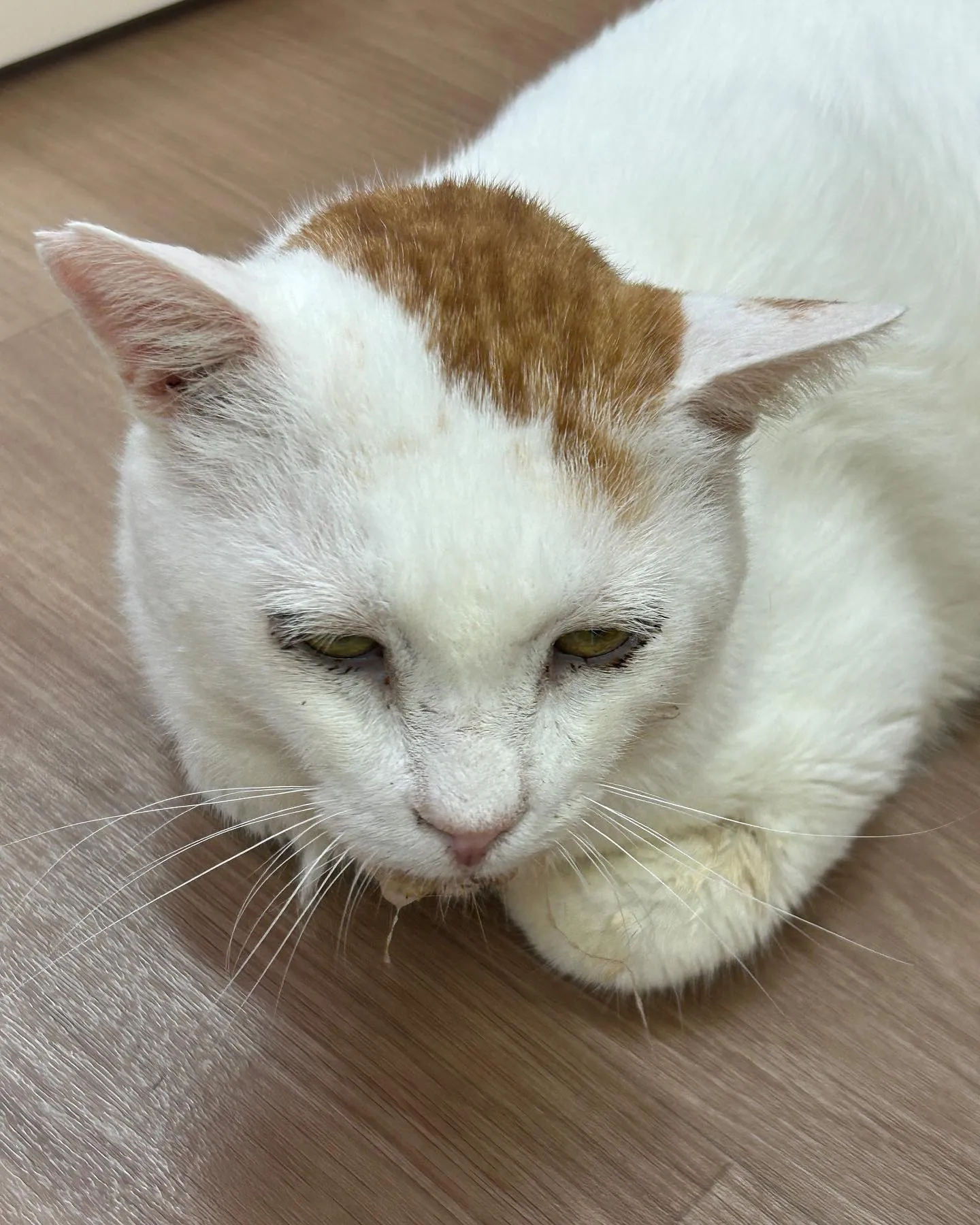 はちねこカフェ西八王子店で受付しております。