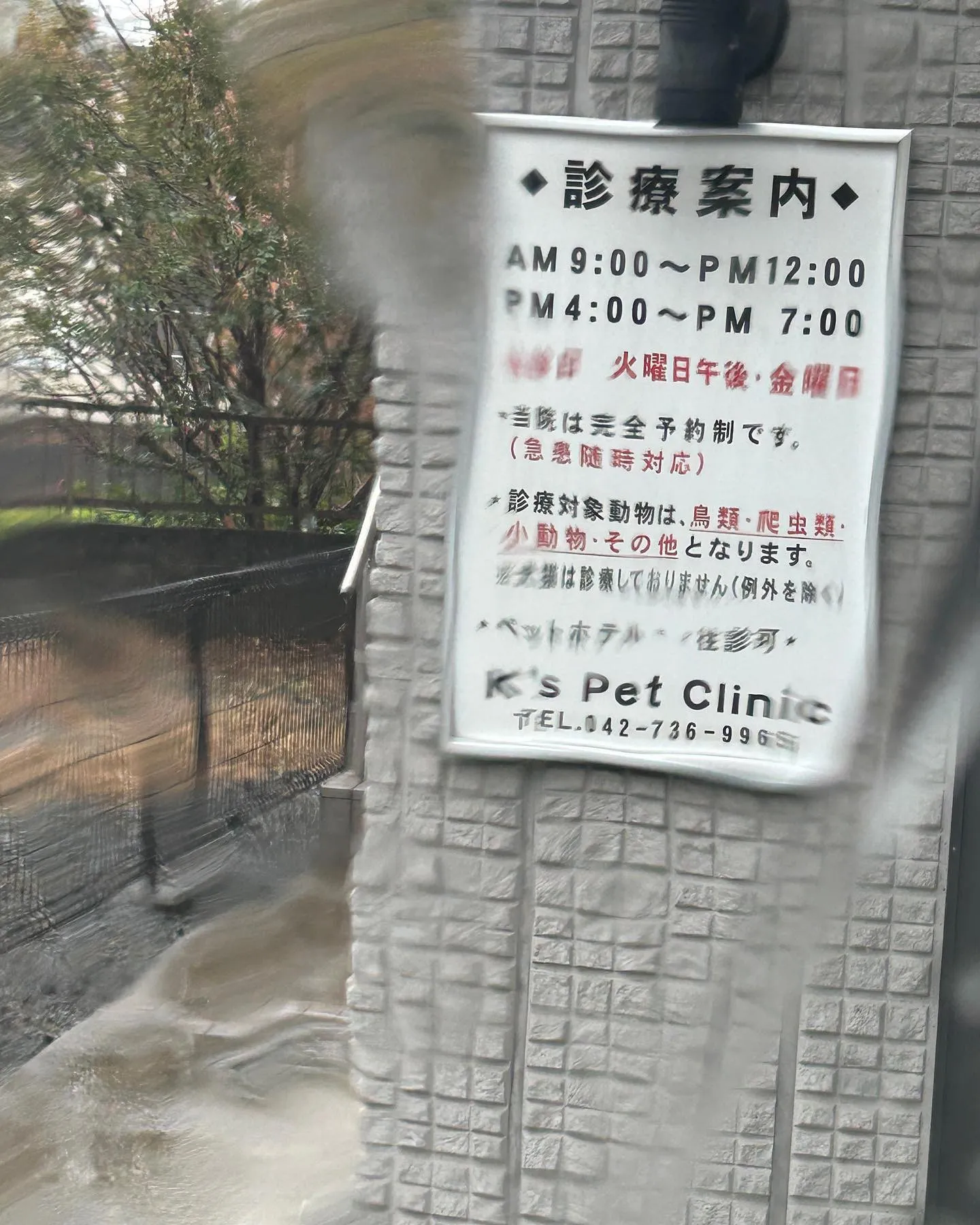 K,s pet Clinic様に、チンチラの診察と健康診断と...