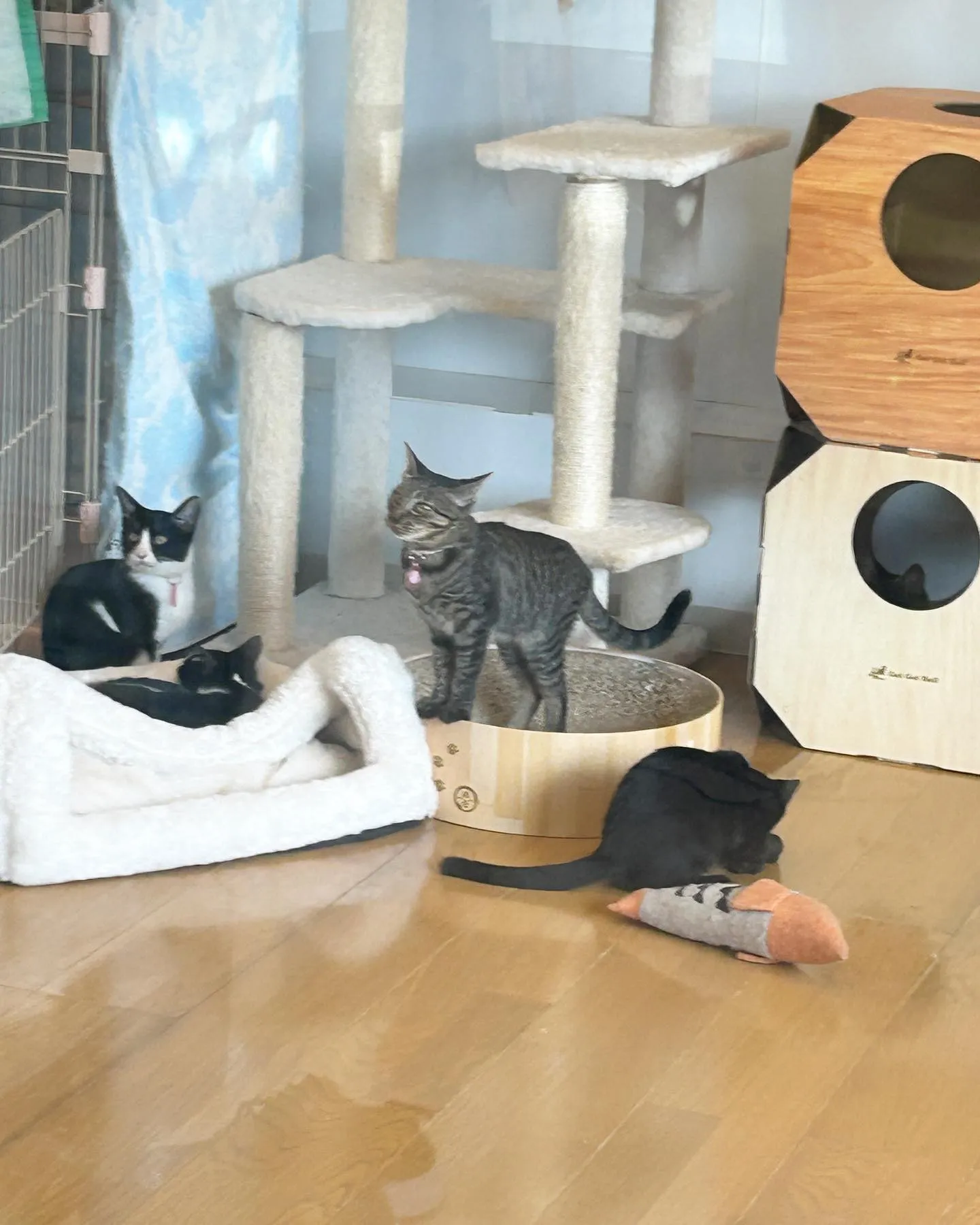 たんぽぽキャットクリニック様にお伺いしてます。