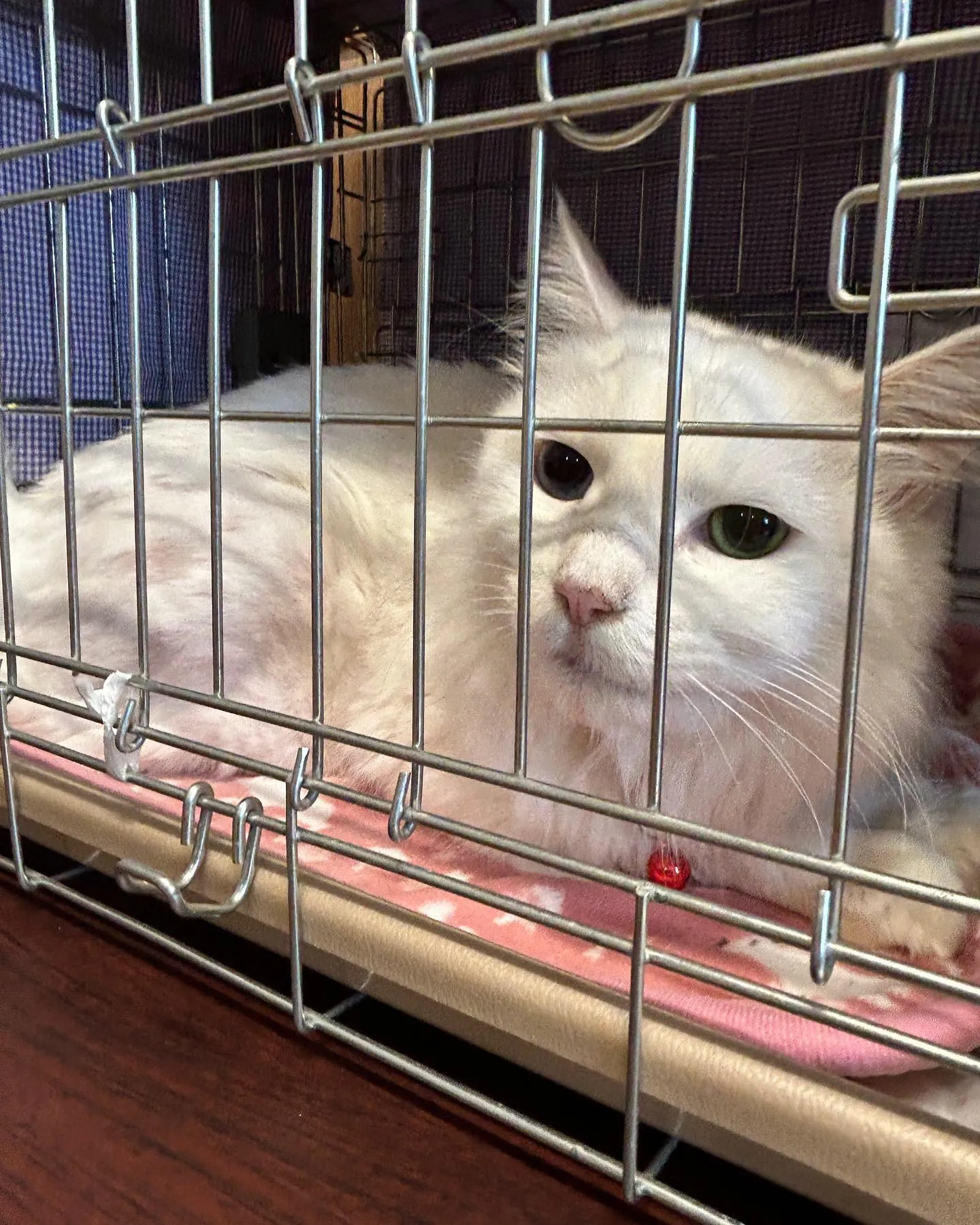 今日のカインズホーム譲渡会12時オープンしたばかりですが、お...