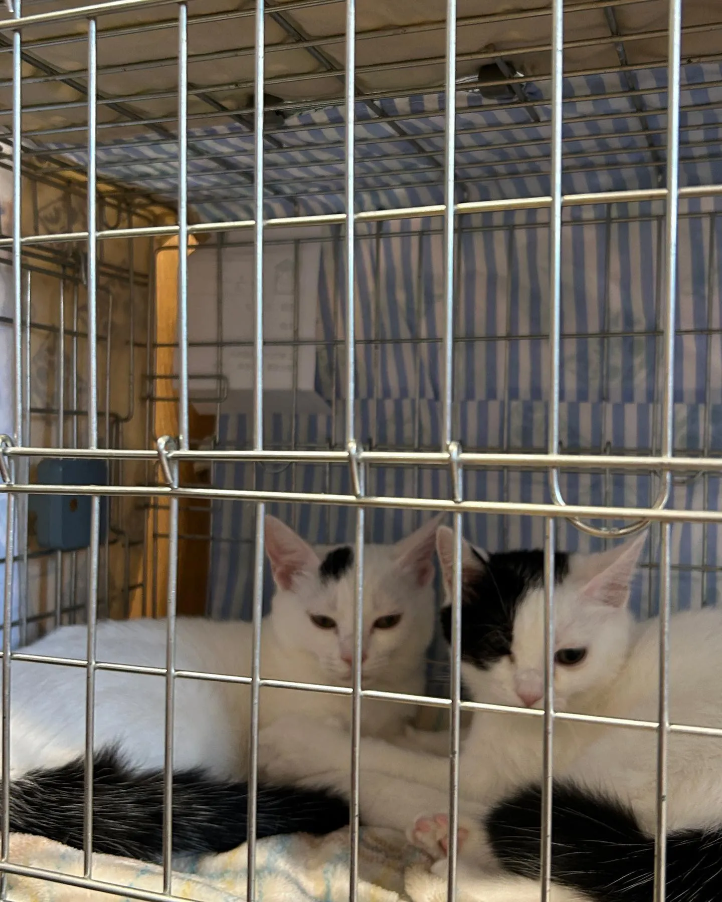 ペットタクシーの空港送迎はここが違う！ペットのストレスフリーな移動を実現