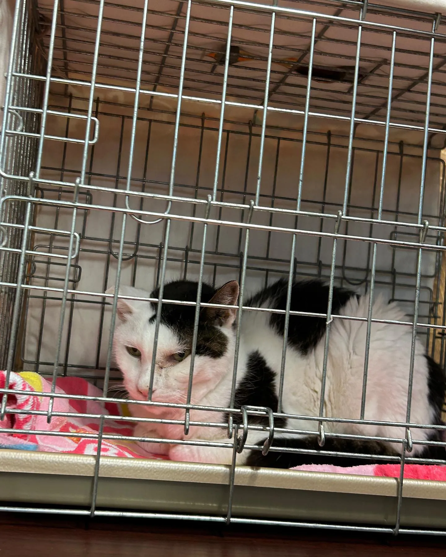 花形みつるの花形くん