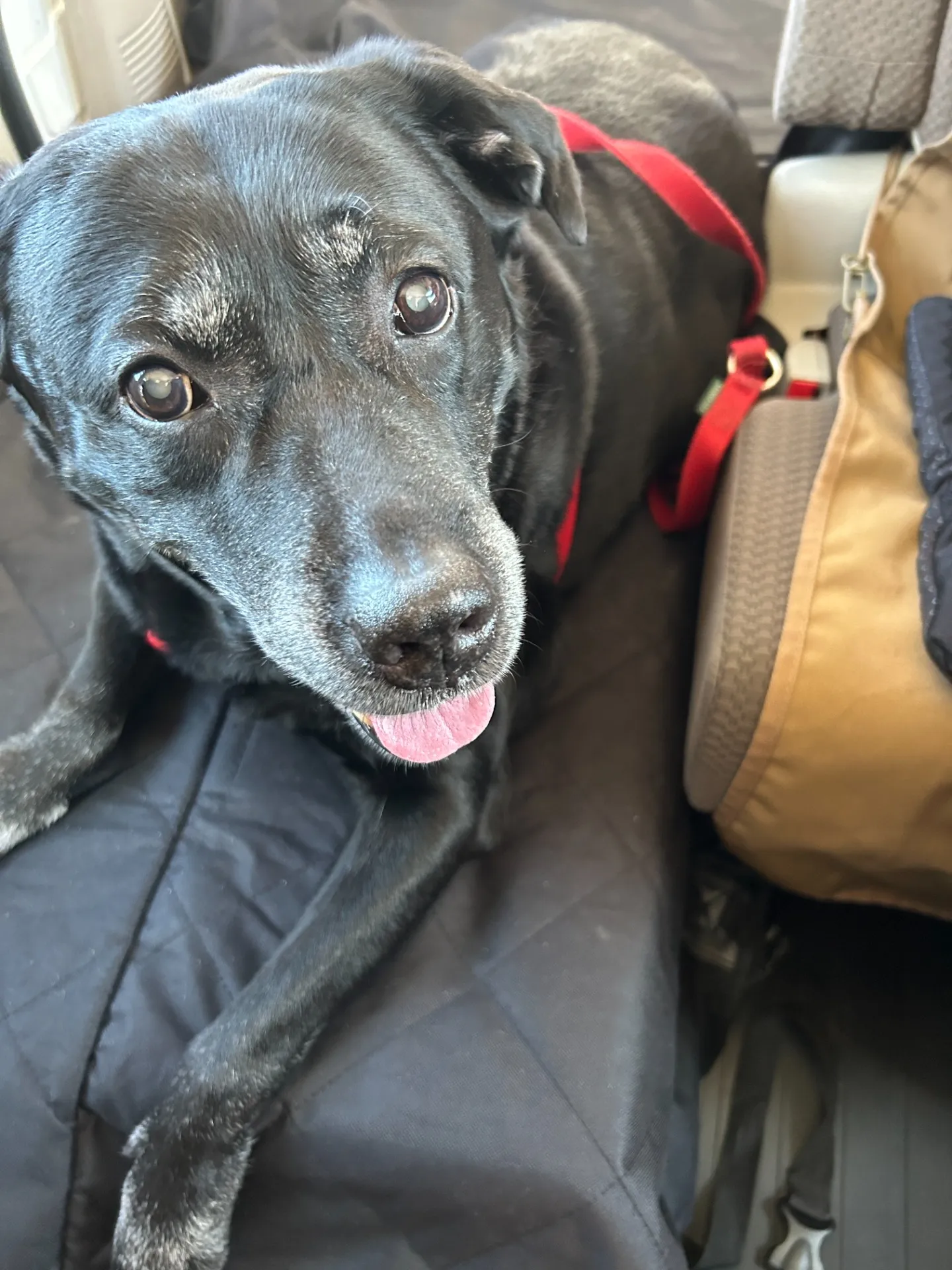 ペット同乗で安心♪ペットタクシーはこんなに便利！