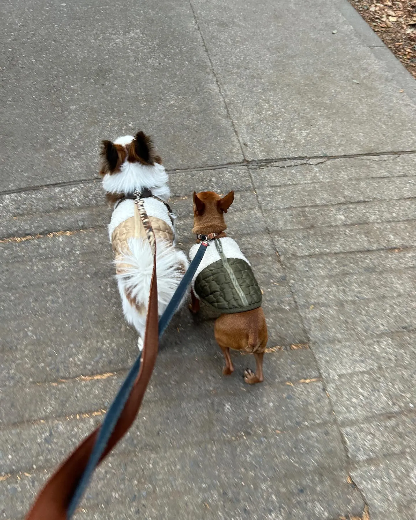 今日は高尾山のダイアモンド富士を見に行きました。