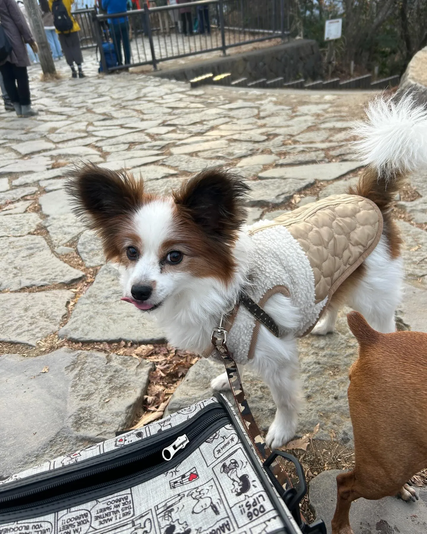 今日は高尾山のダイアモンド富士を見に行きました。