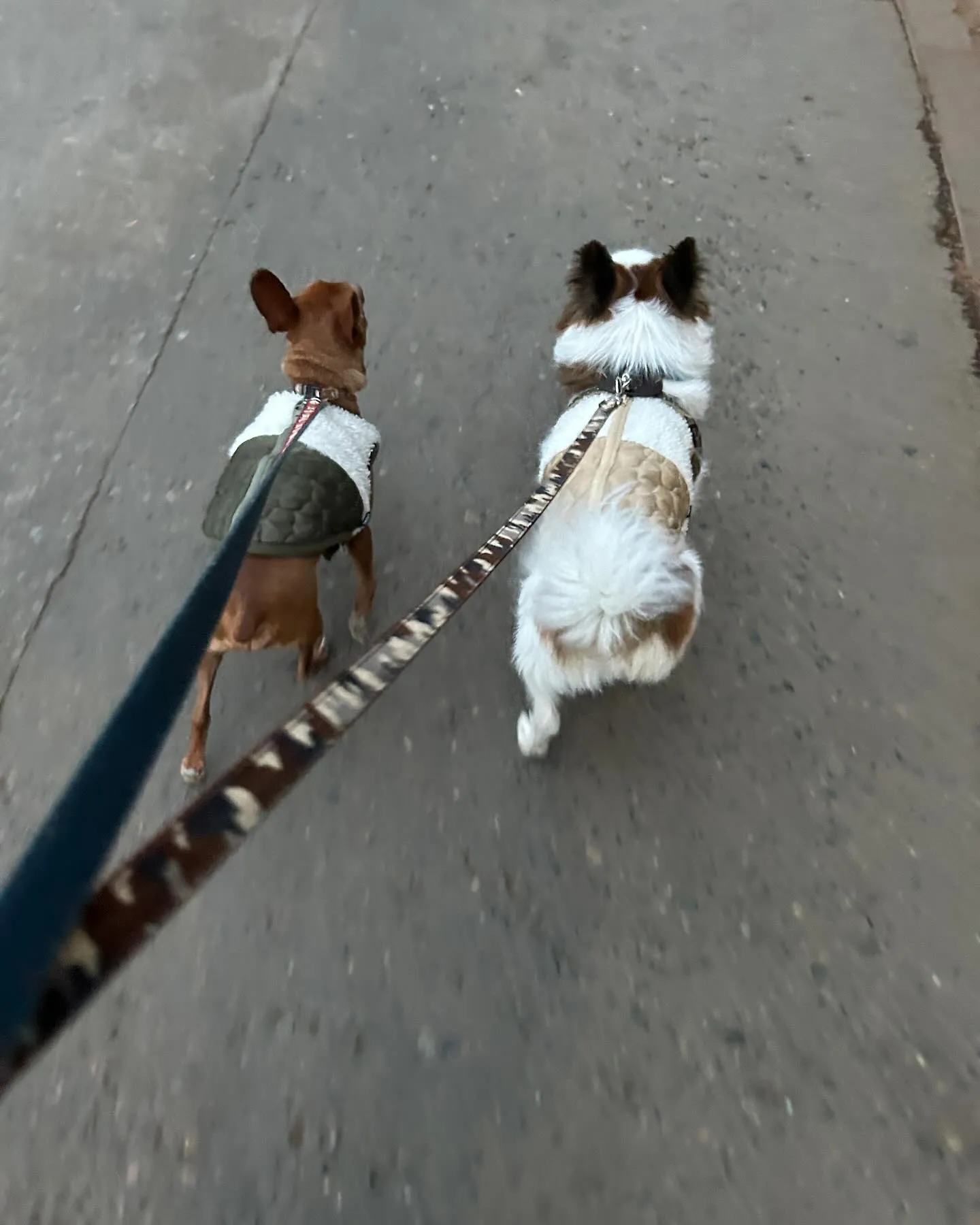 今日は高尾山のダイアモンド富士を見に行きました。