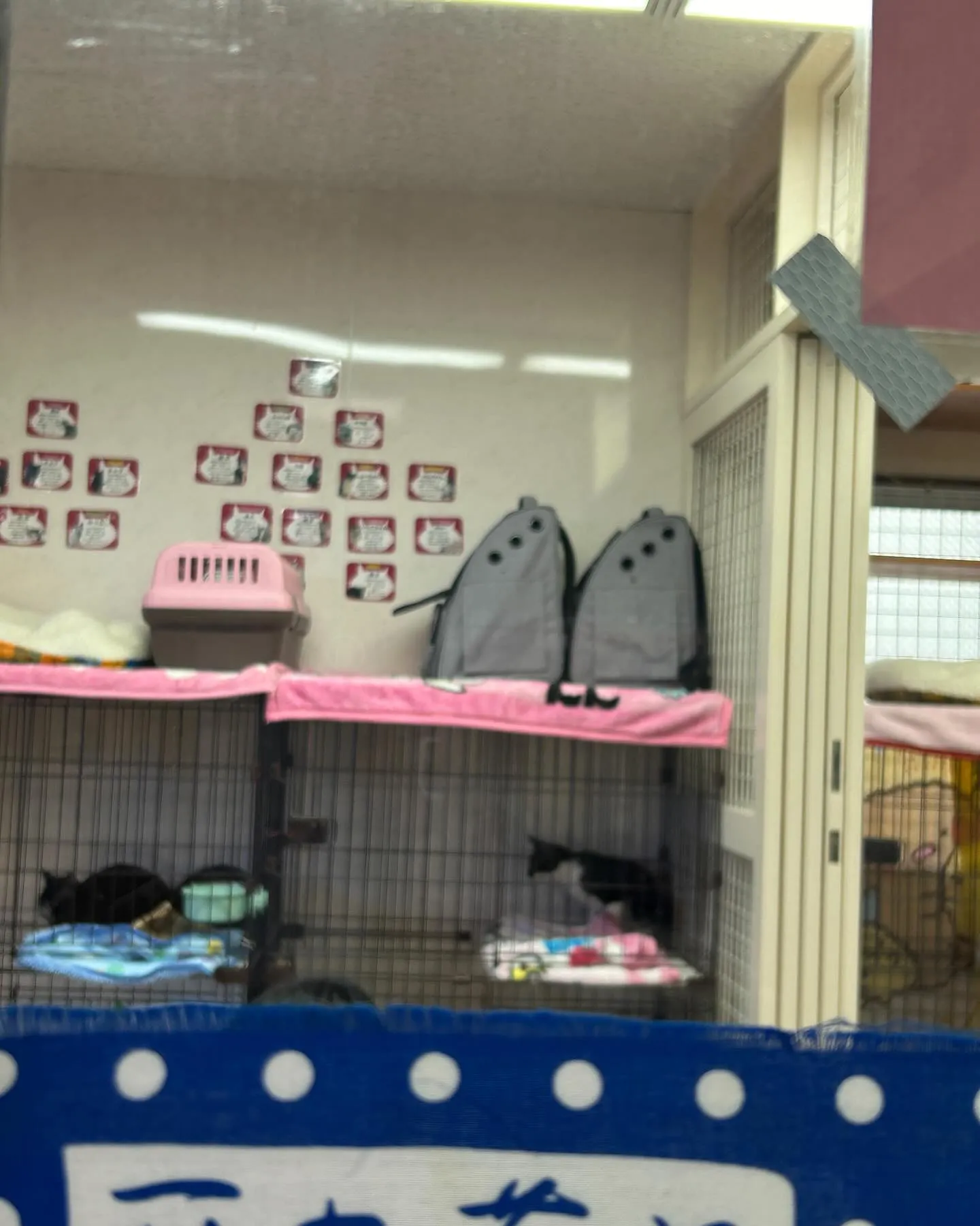 久しぶりに、はちねこカフェの受付です。