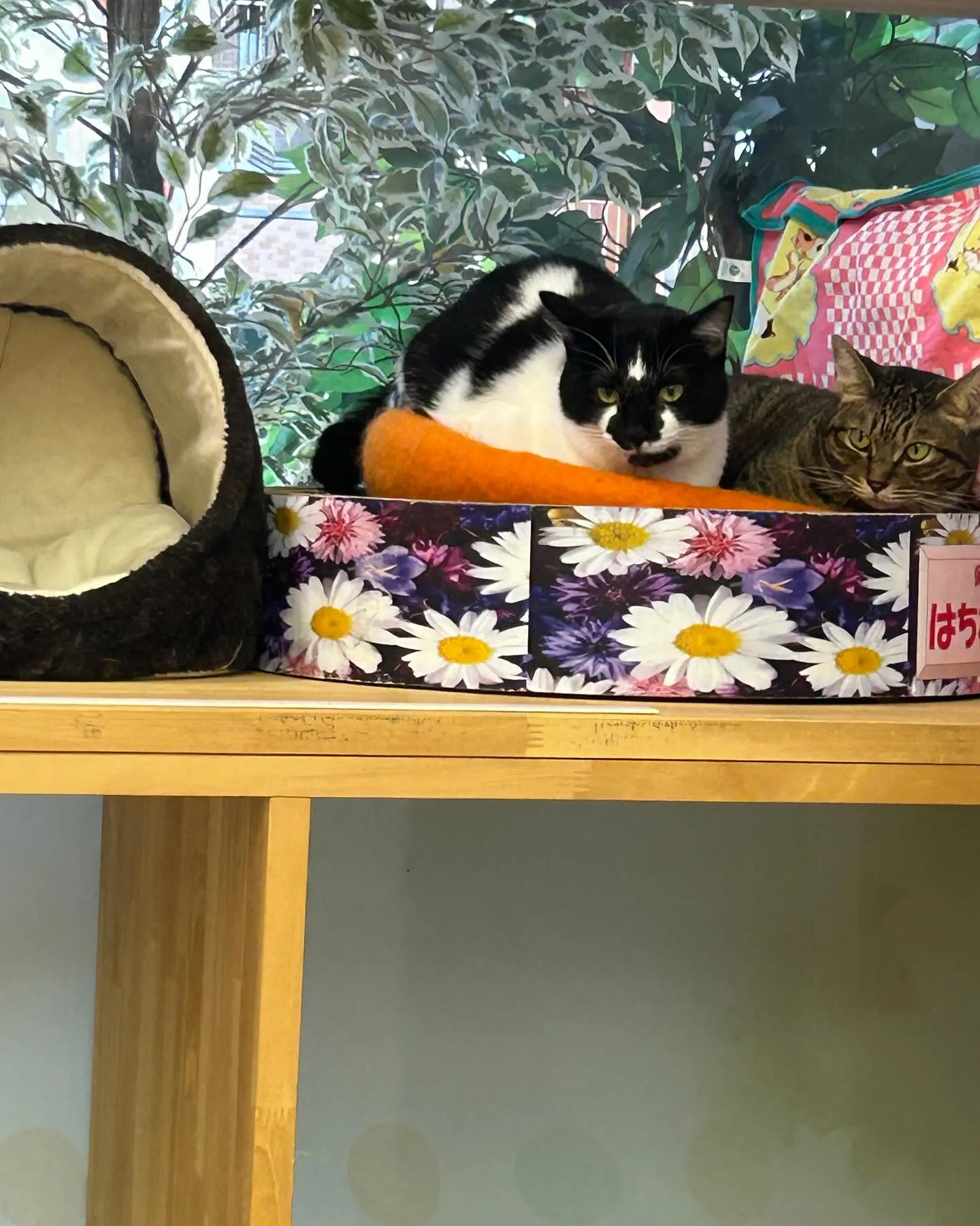 久しぶりに、はちねこカフェの受付です。