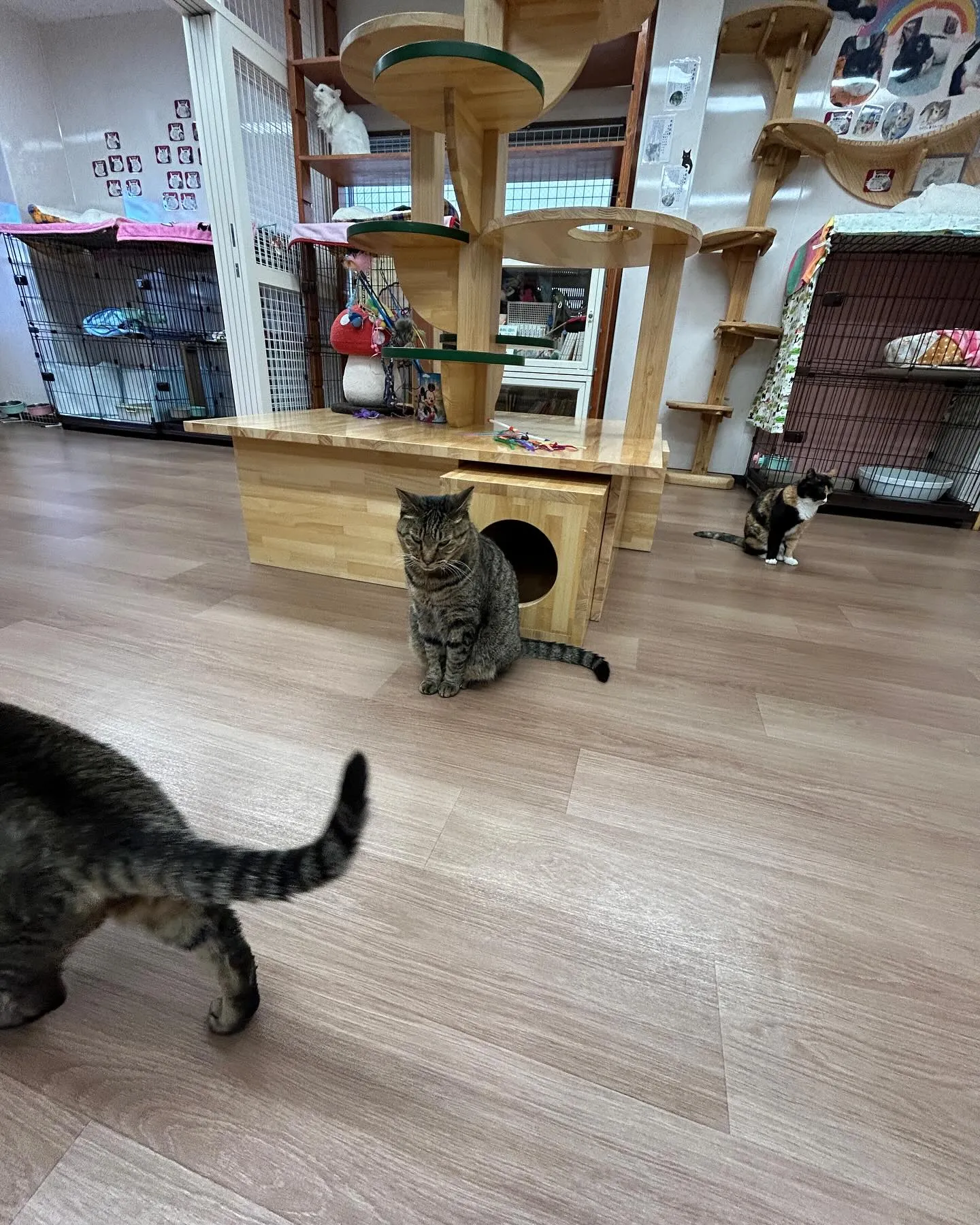 久しぶりに、はちねこカフェの受付です。