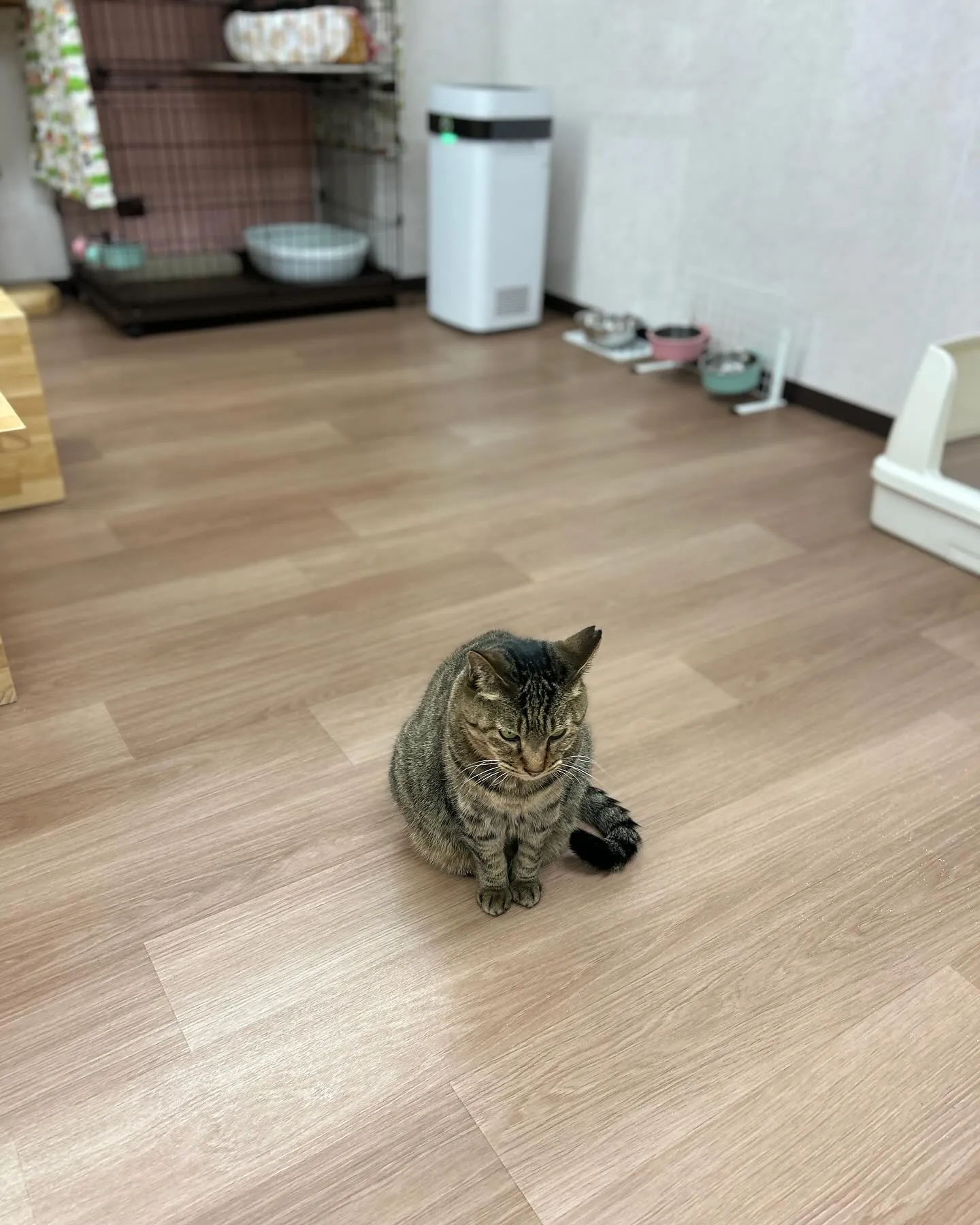 はちねこカフェオープンしました。