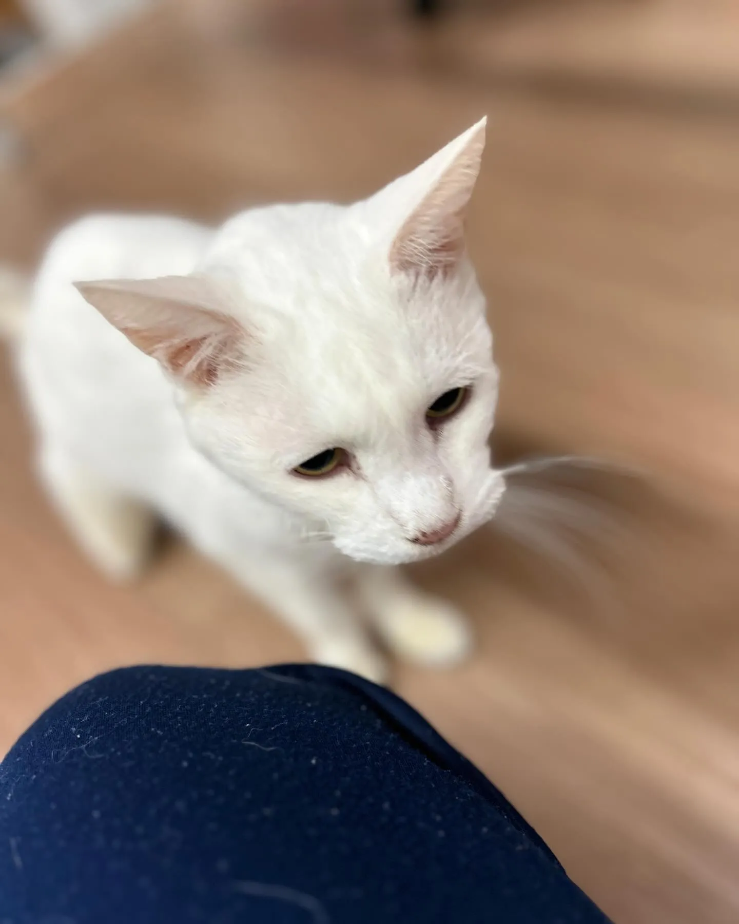 はちねこカフェオープンしました。