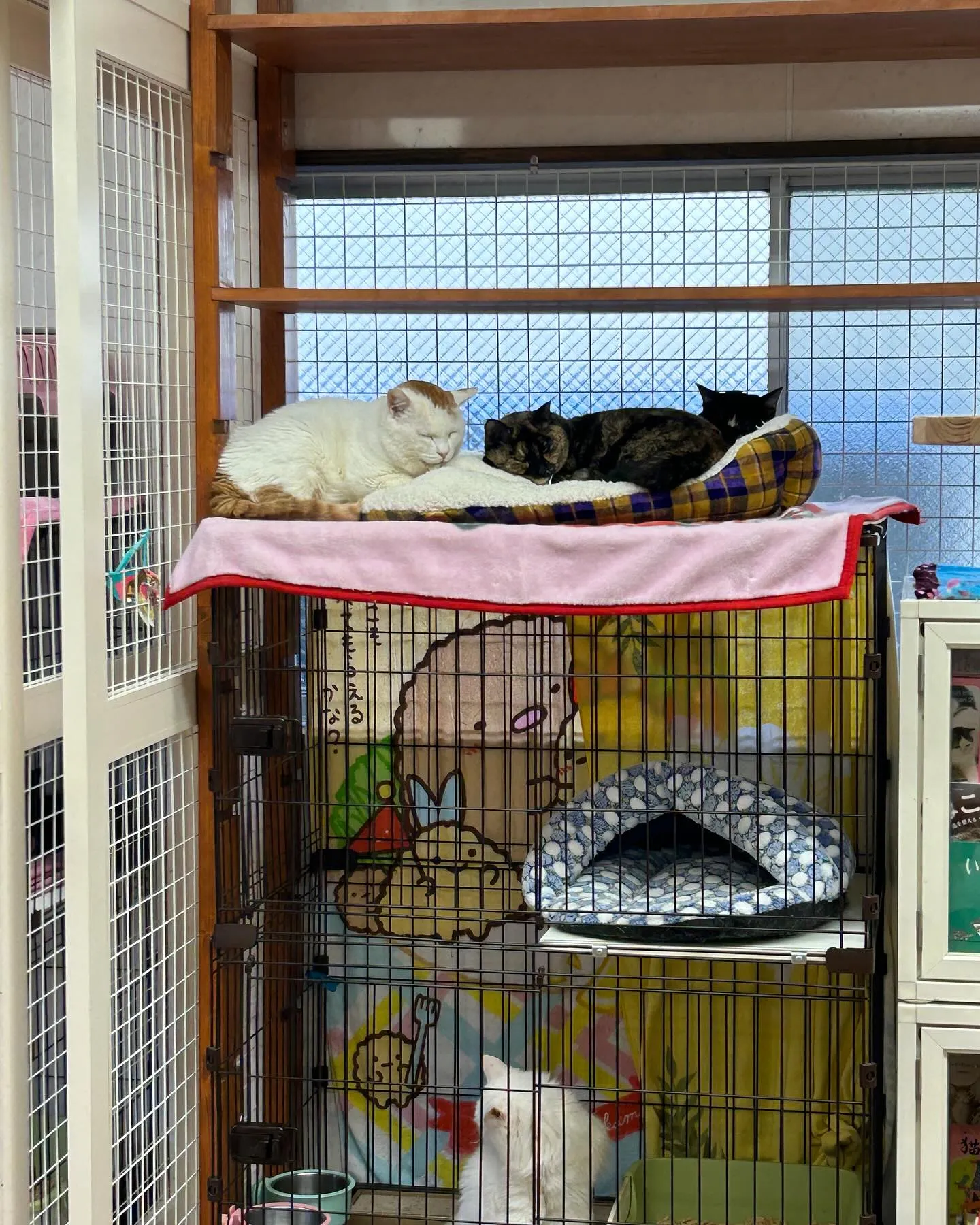 はちねこカフェオープンしました。