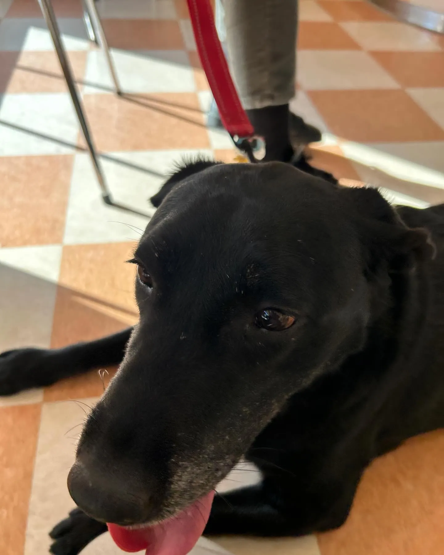 昨日のみなみ野動物病院