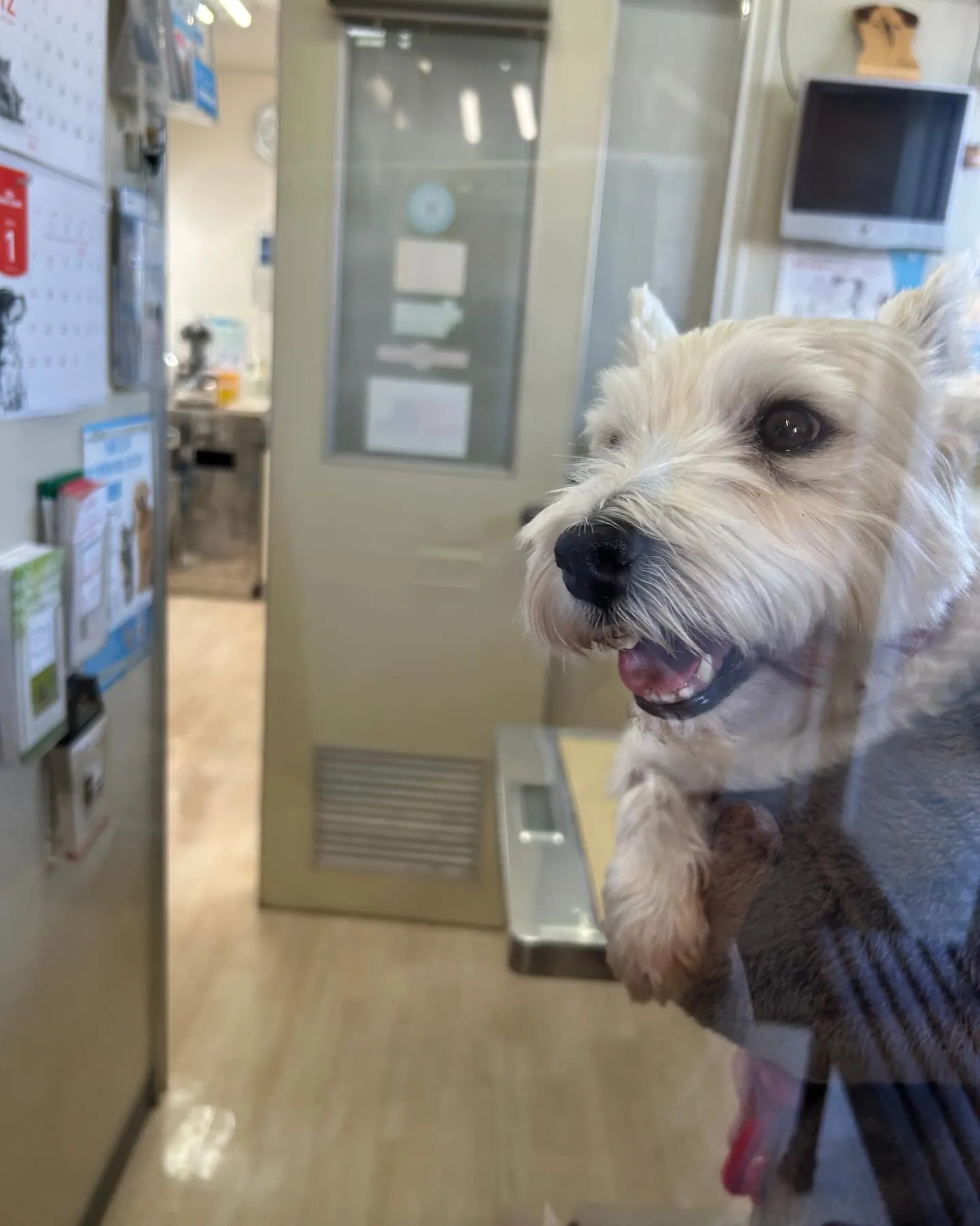 本日は、奈良獣医科病院です。