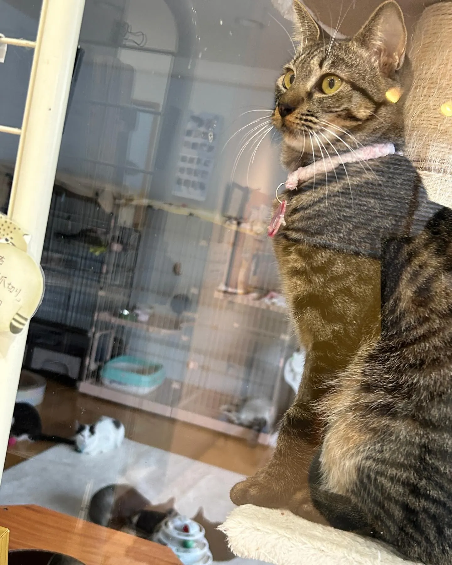 本日のたんぽぽキャットクリニックのご様子です。