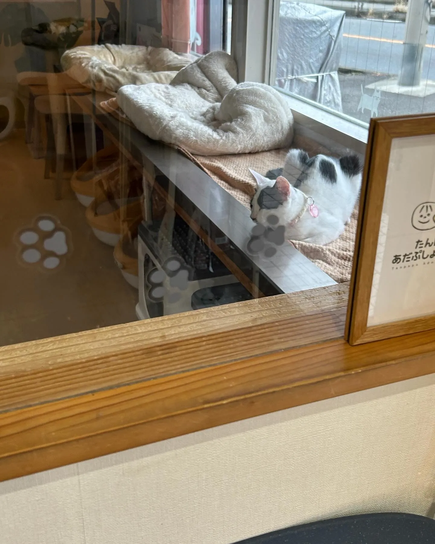 本日のたんぽぽキャットクリニックのご様子です。
