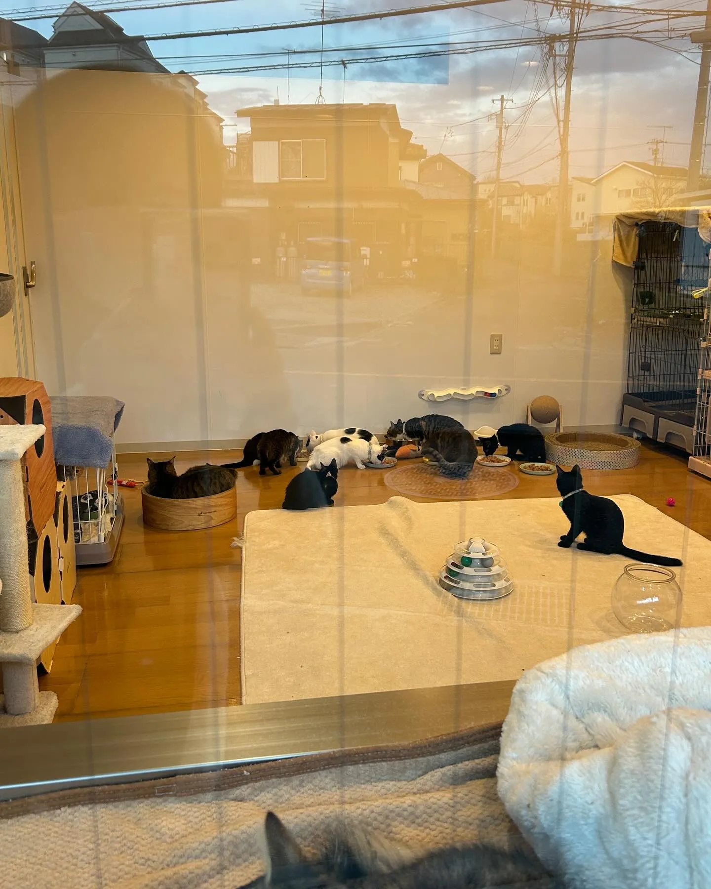 本日のたんぽぽキャットクリニックのご様子です。