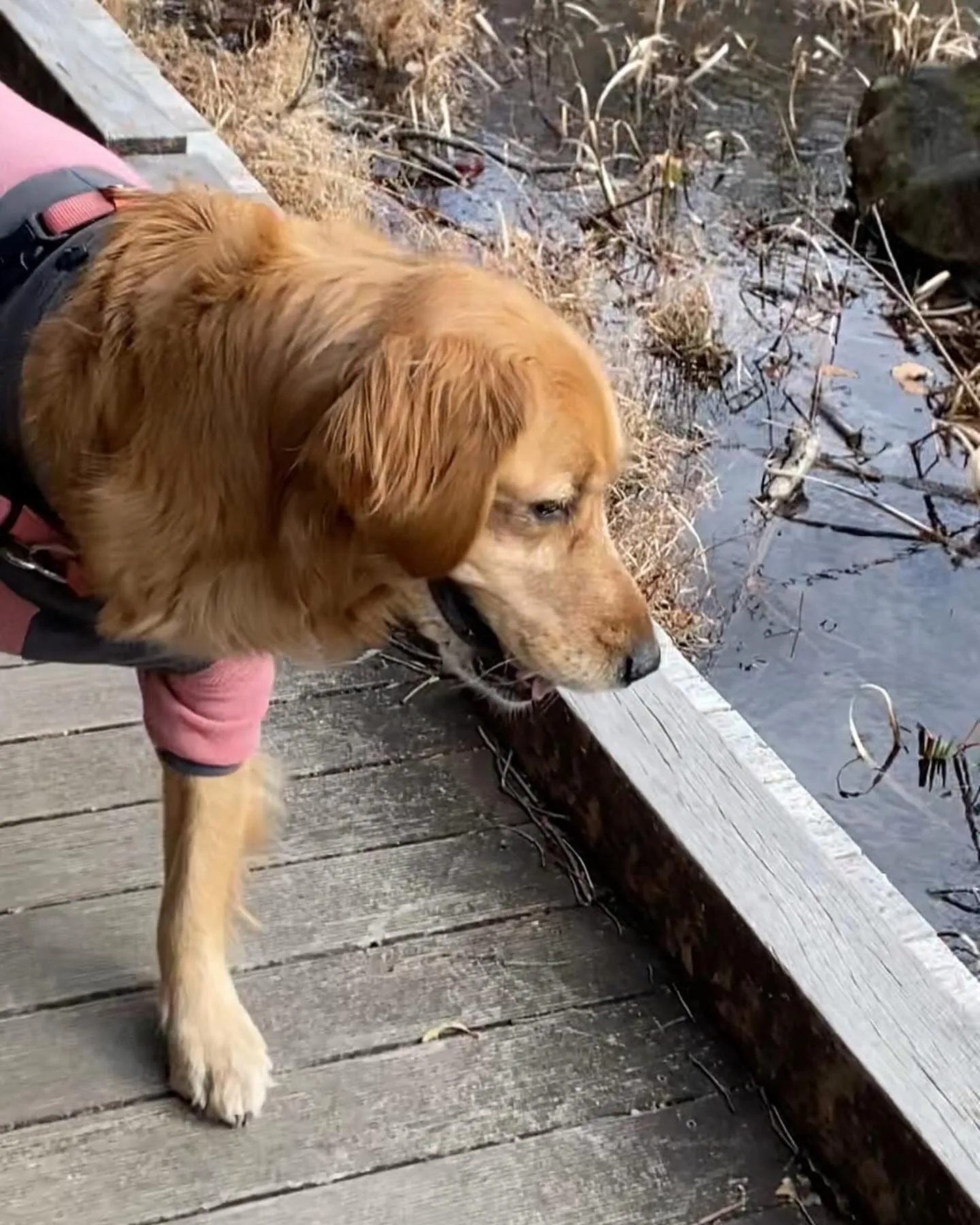 今日は横浜の四季の森公園まで送迎しました。