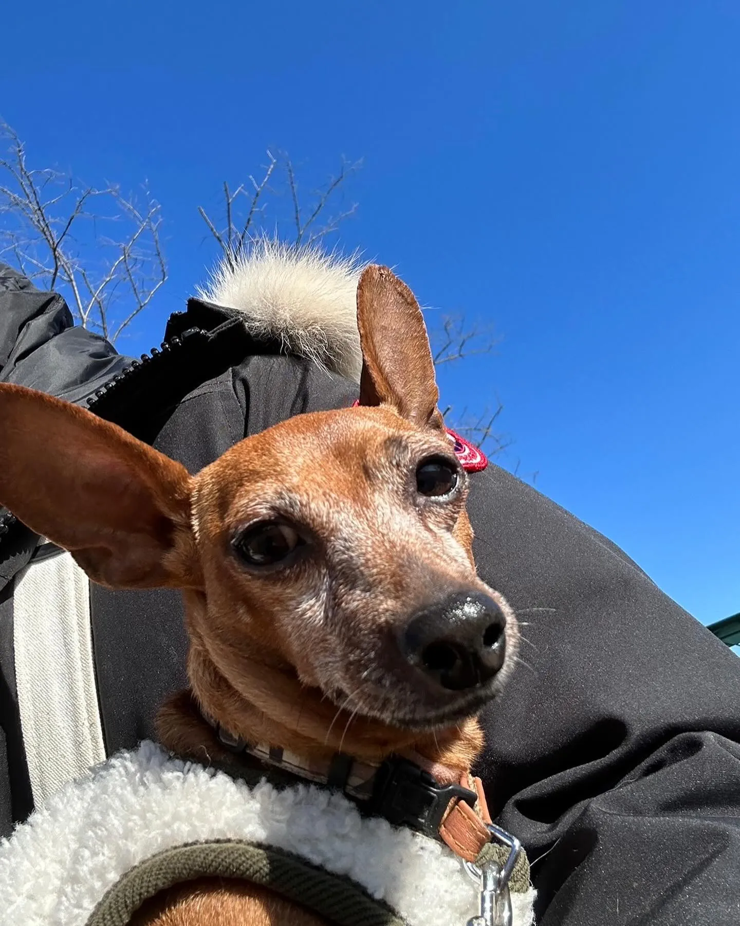 中央道談合坂、下りのドッグランに行きました。