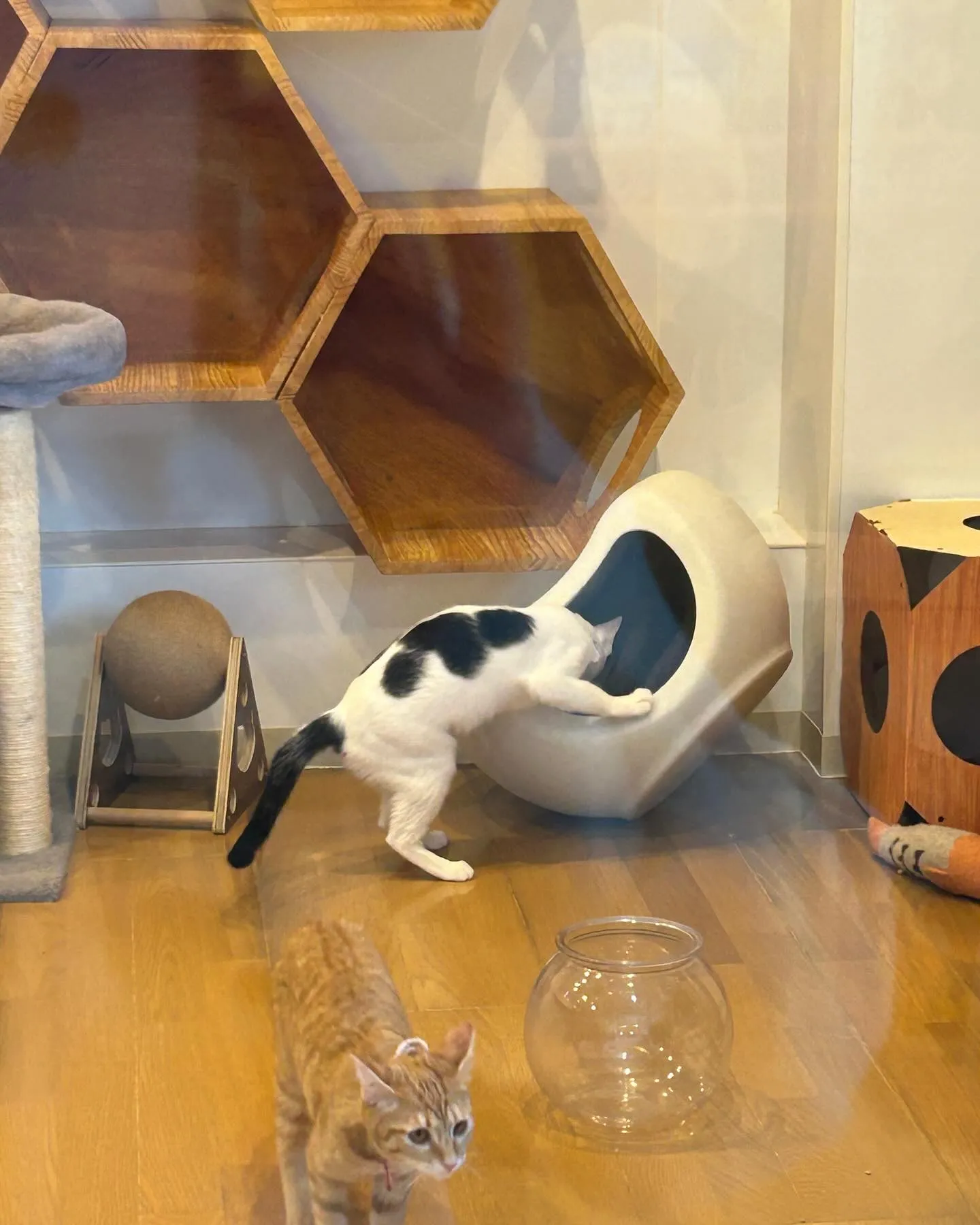 たんぽぽクリニックさんです。