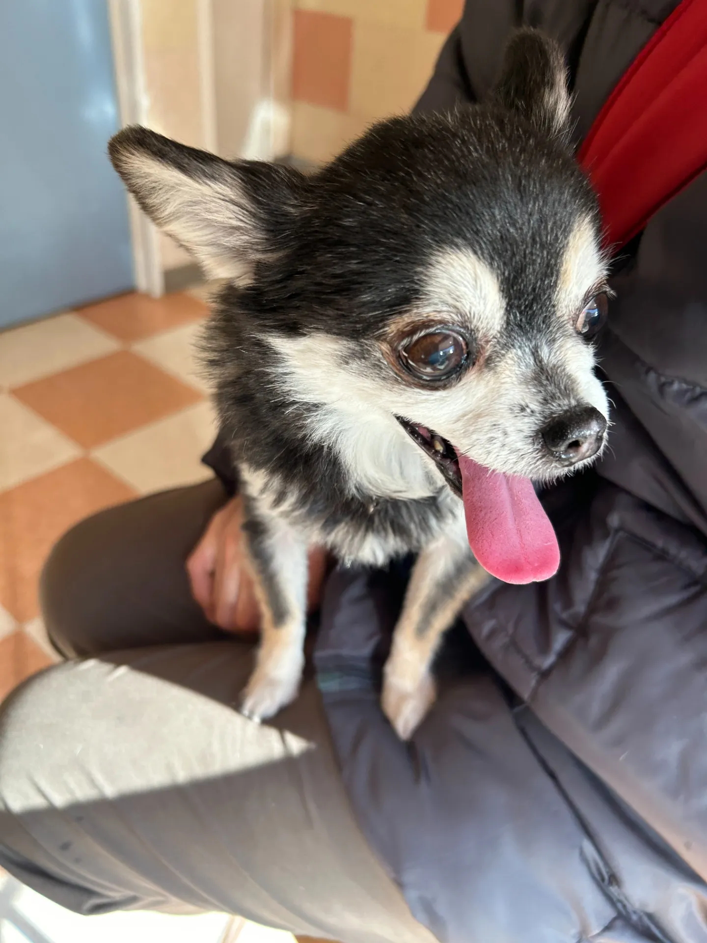 ペットタクシーの予約、今すぐ簡単に！