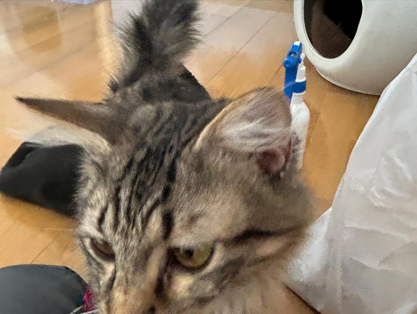 たんぽぽキャットクリニックさんでのまったり時間です。