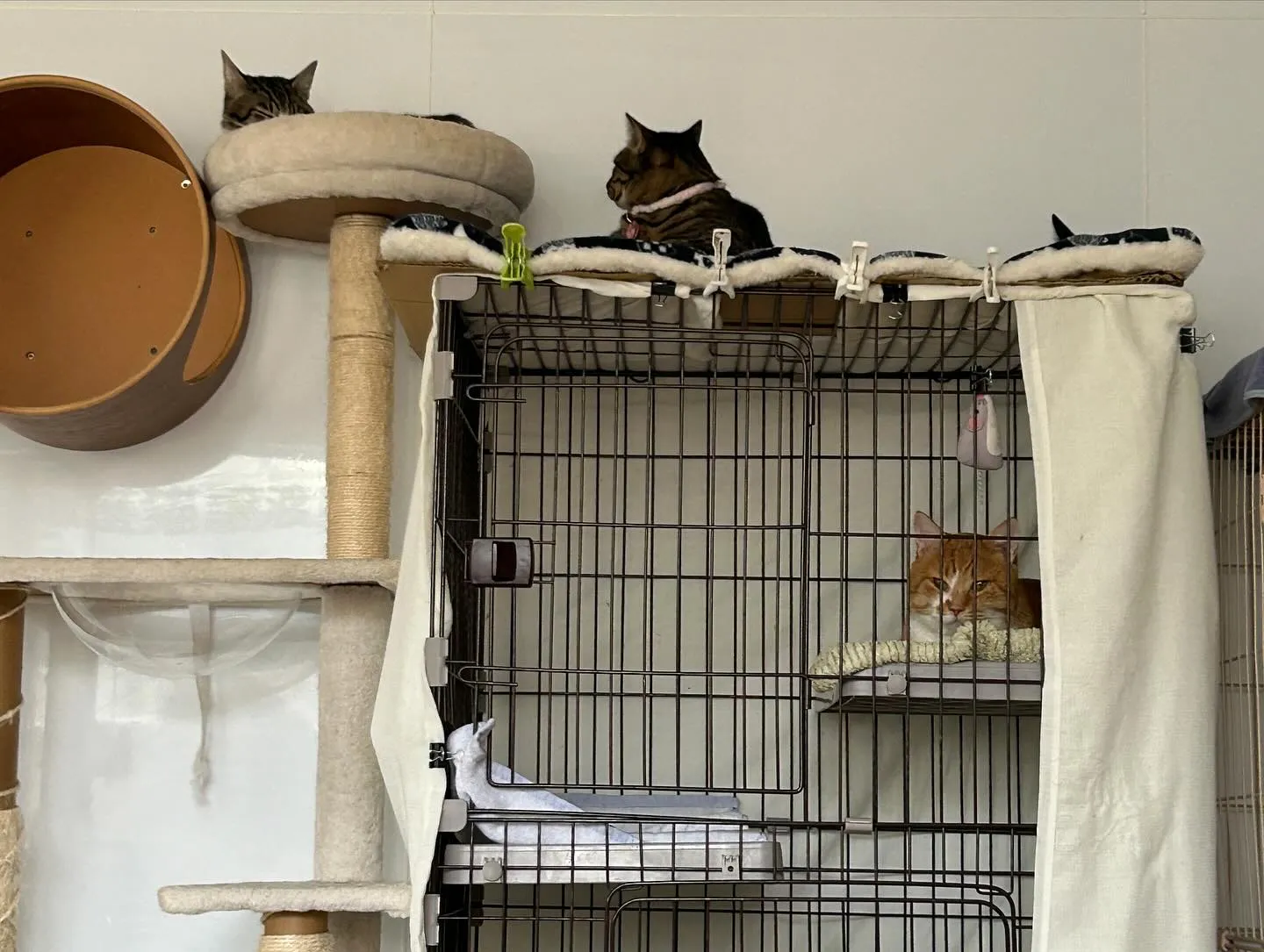 たんぽぽキャットクリニックさんでのまったり時間です。