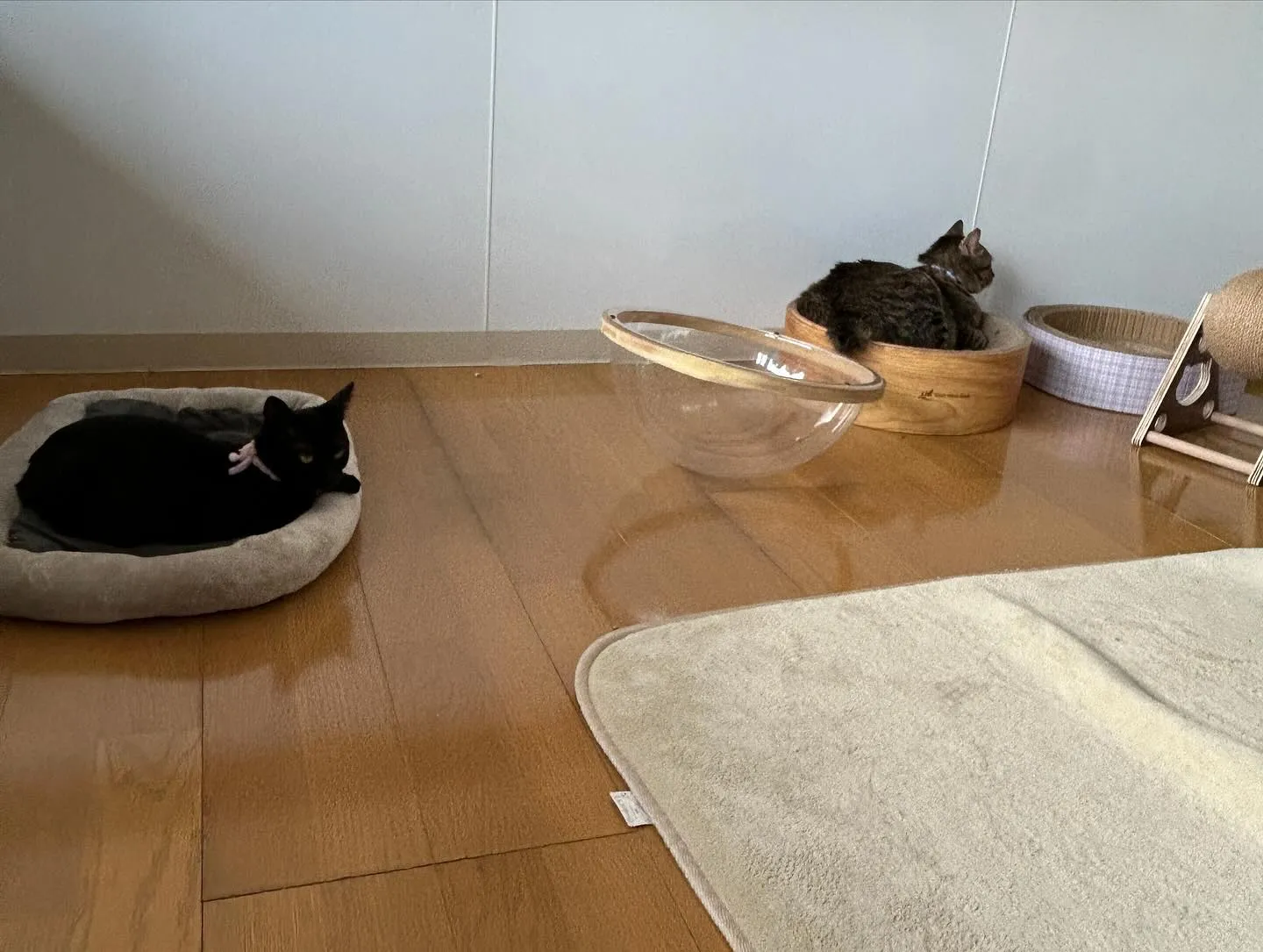 たんぽぽキャットクリニックさんでのまったり時間です。