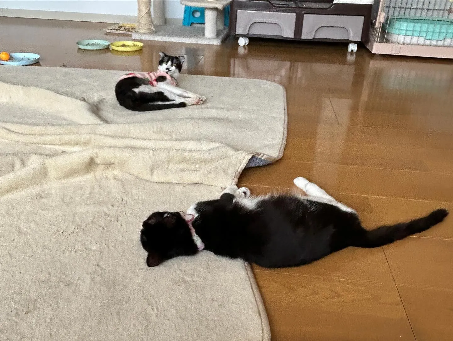 たんぽぽキャットクリニックさんでのまったり時間です。