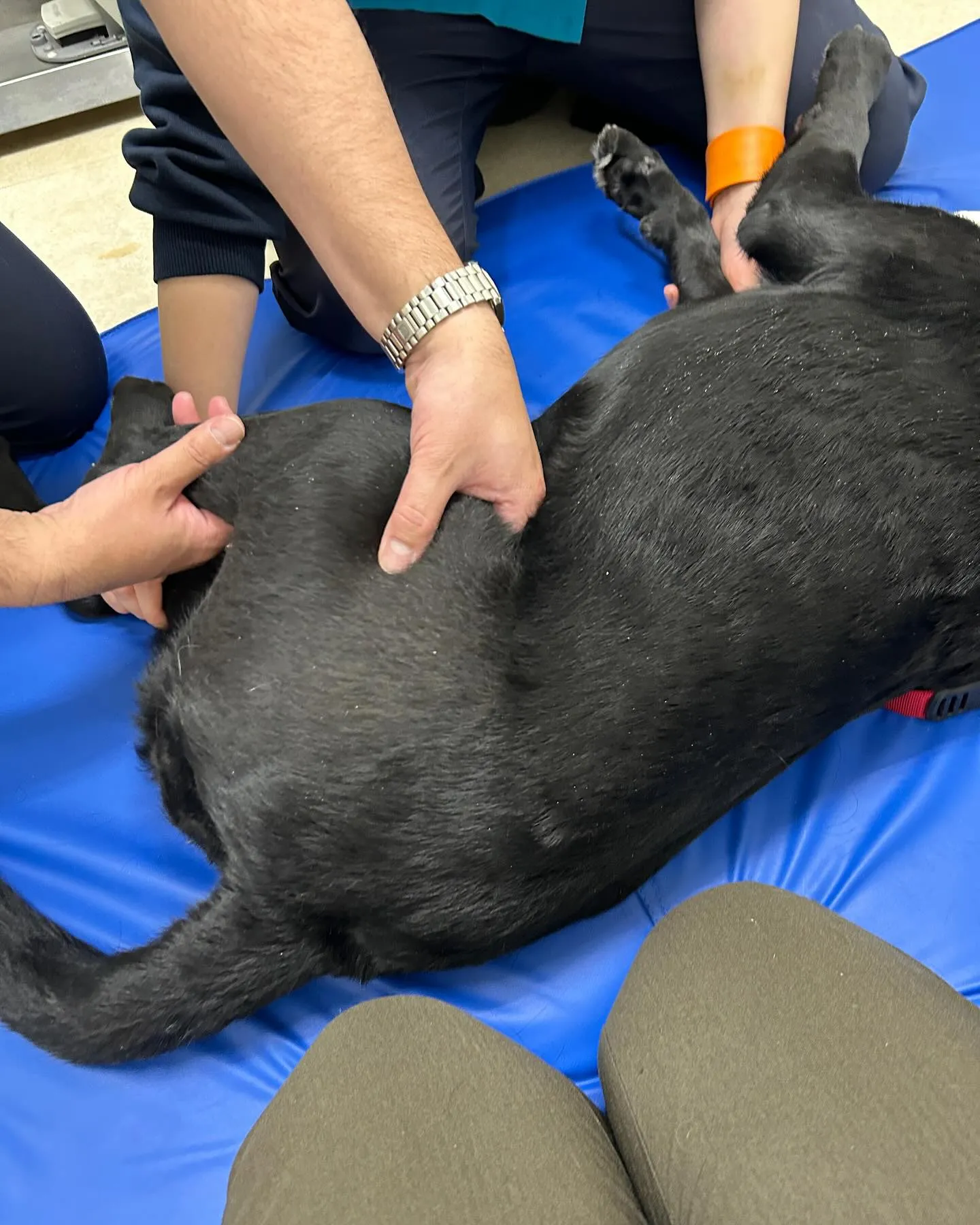 みなみ野動物病院です。