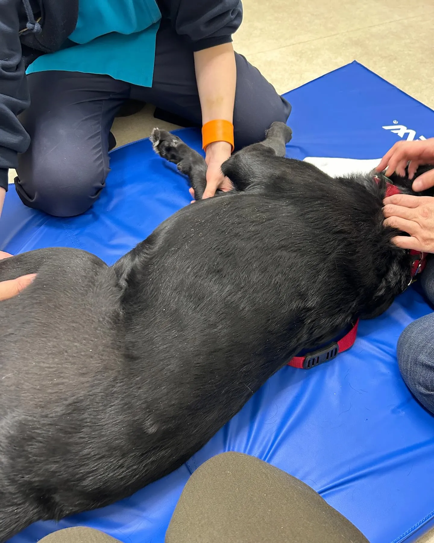 みなみ野動物病院です。