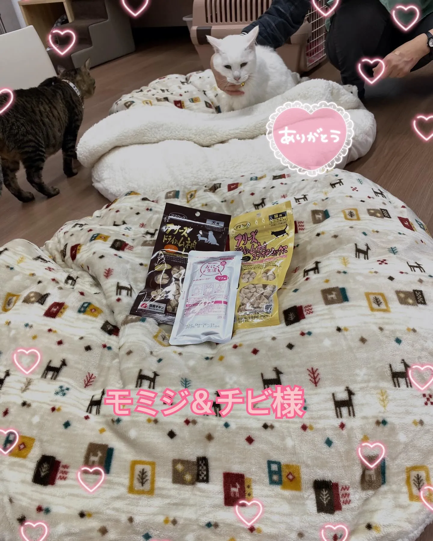 たんぽぽキャットクリニックさんにお邪魔してます。