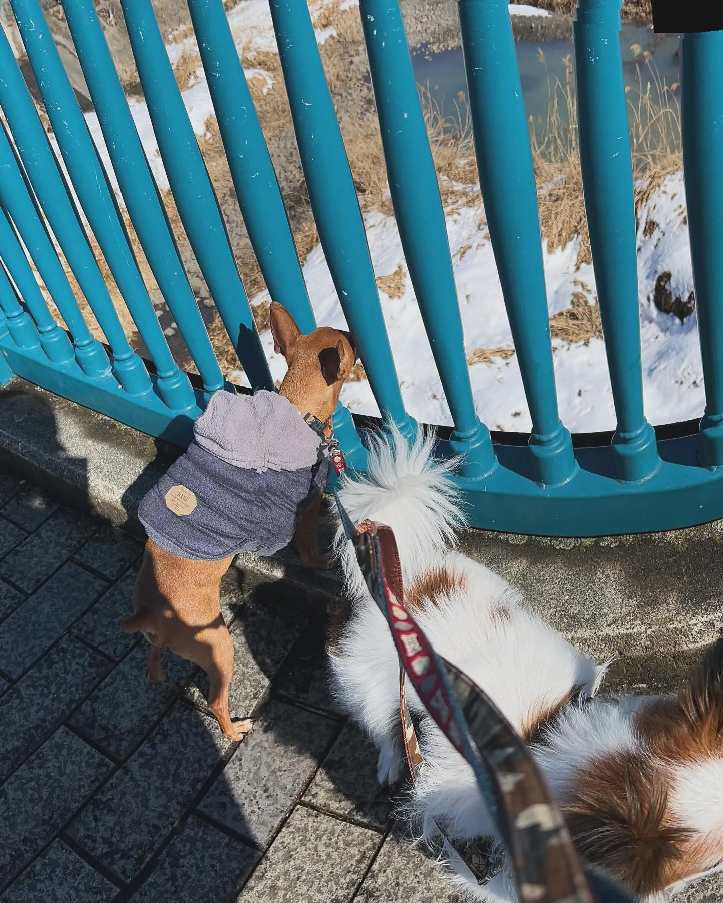 雪も溶けてきました。