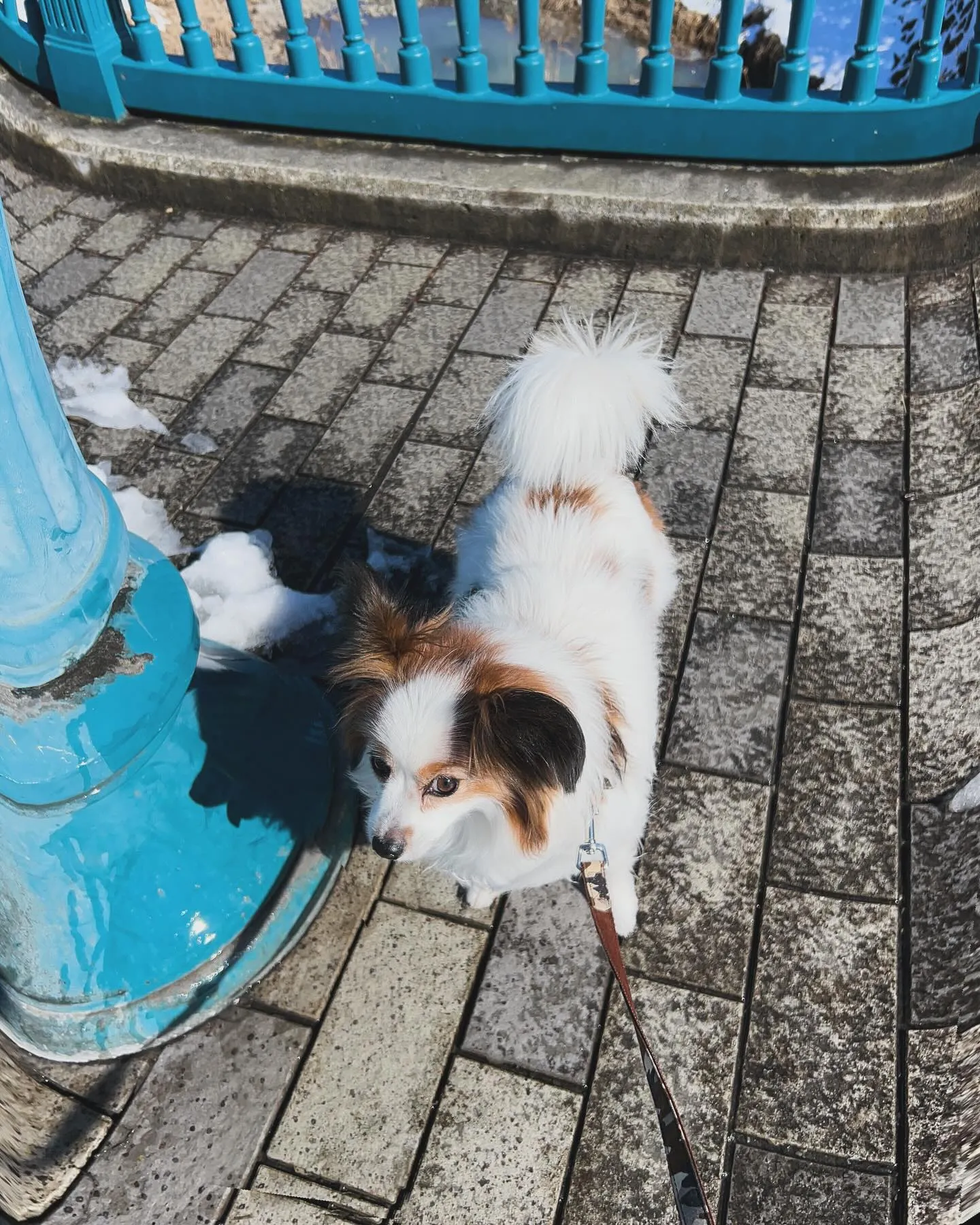 雪も溶けてきました。